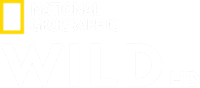 Nat Geo Wild HD