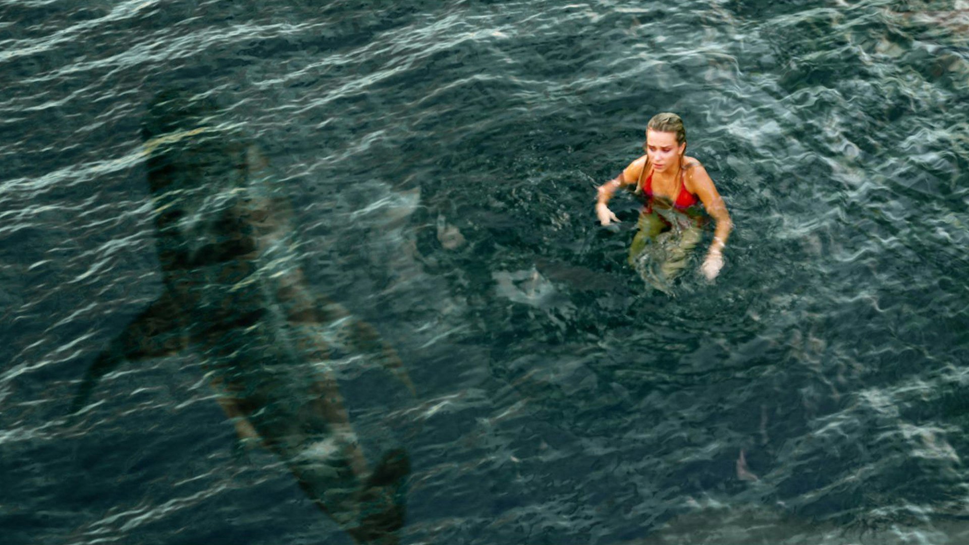Shark Warning