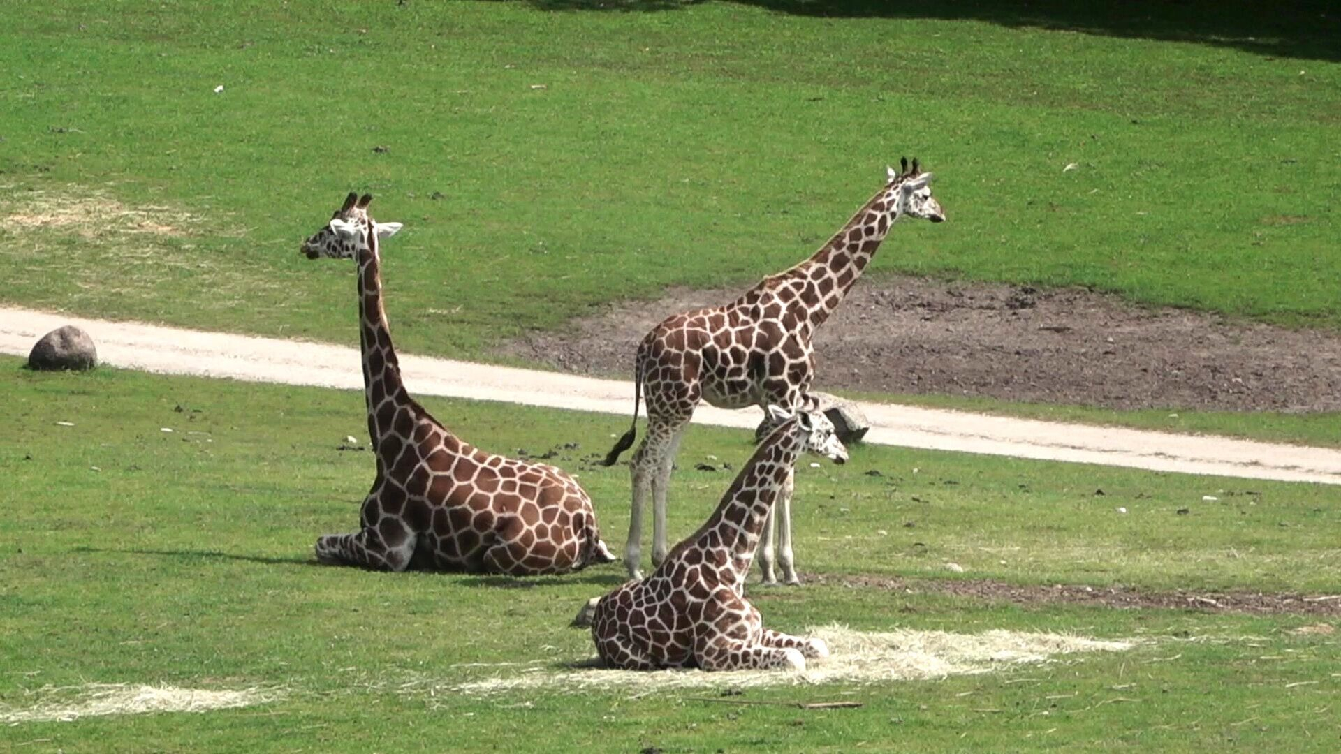 52. Giraffer tittar på jeep som åker på savannen