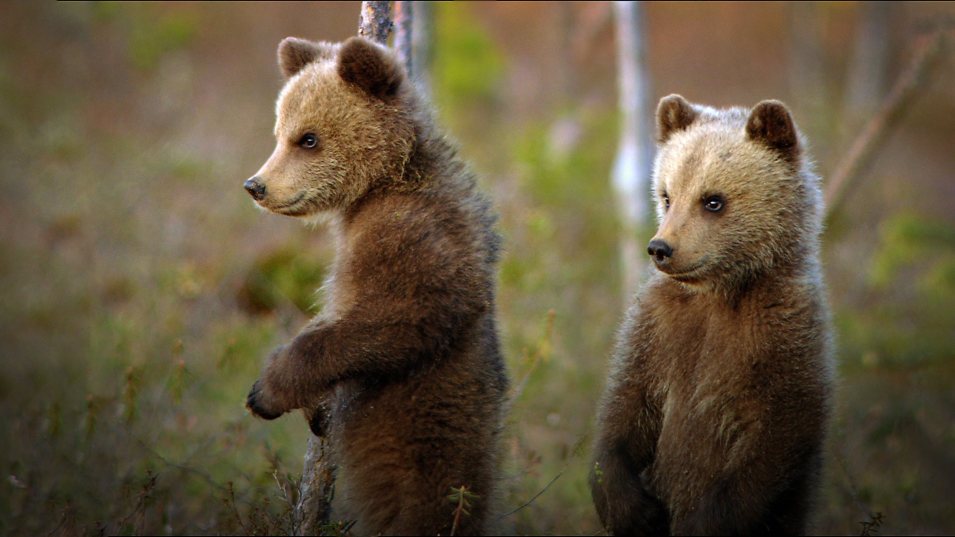 Djurvärldens söta ungar