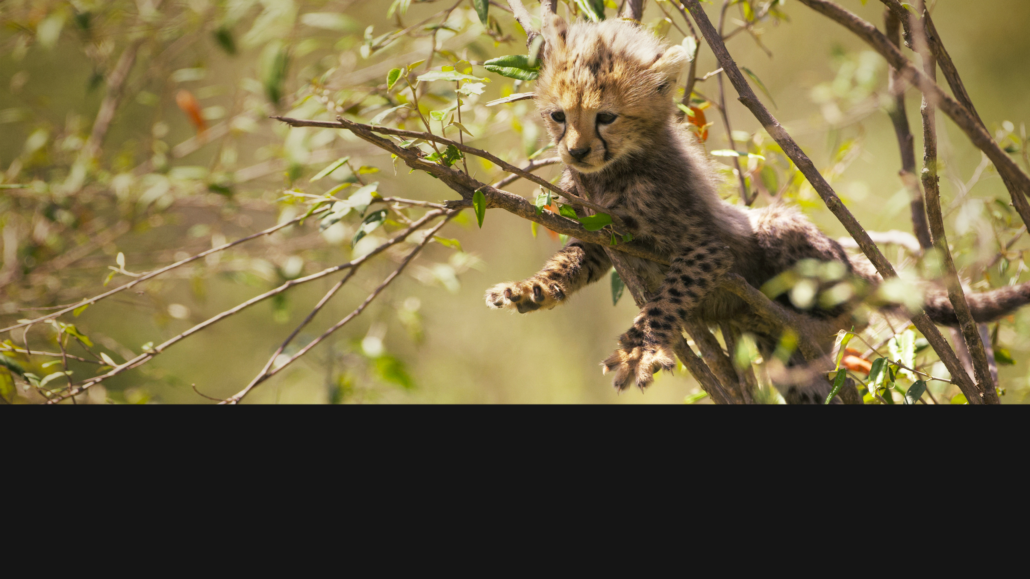 Growing Up Wild