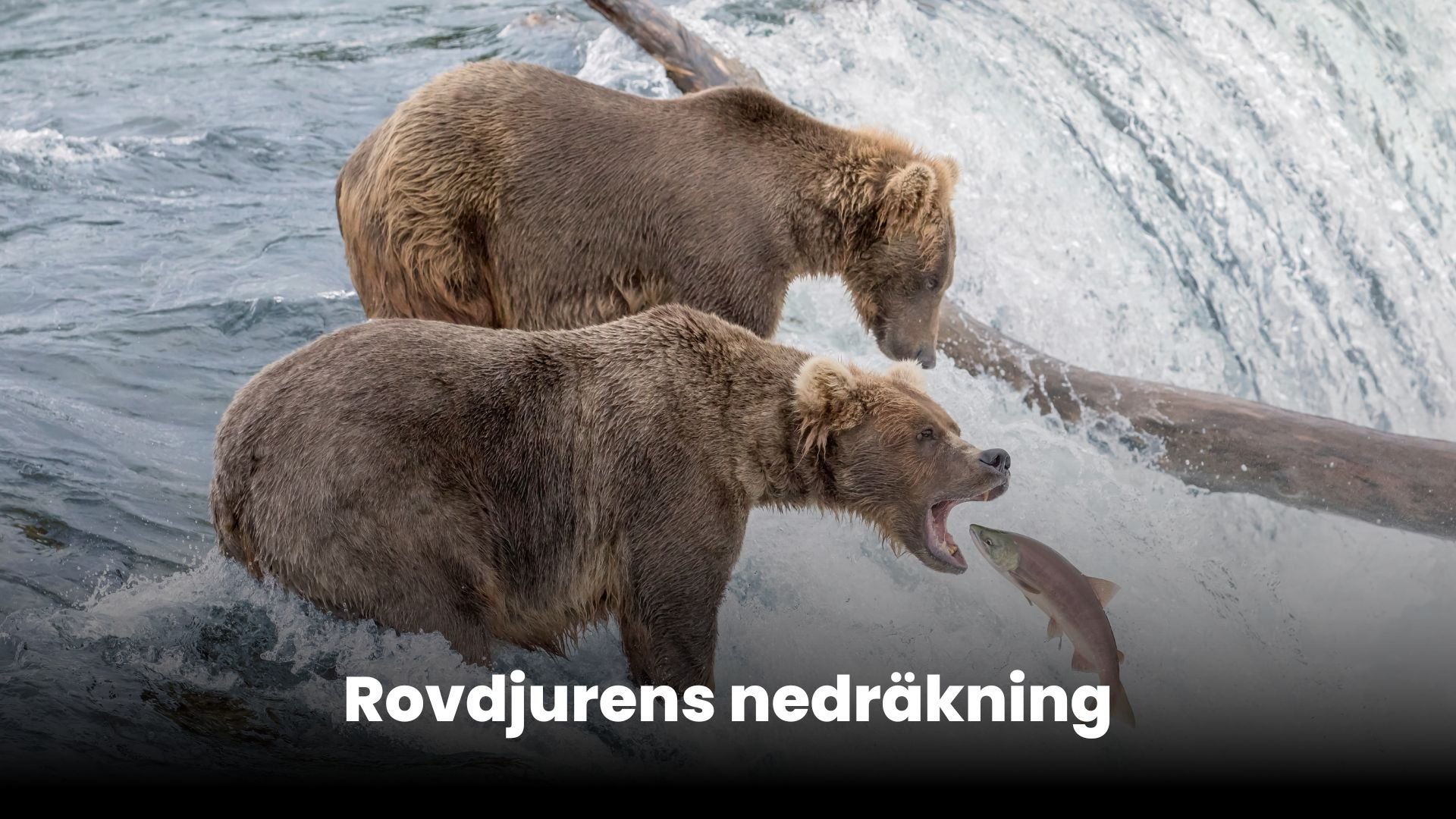 Rovdjurens nedräkning