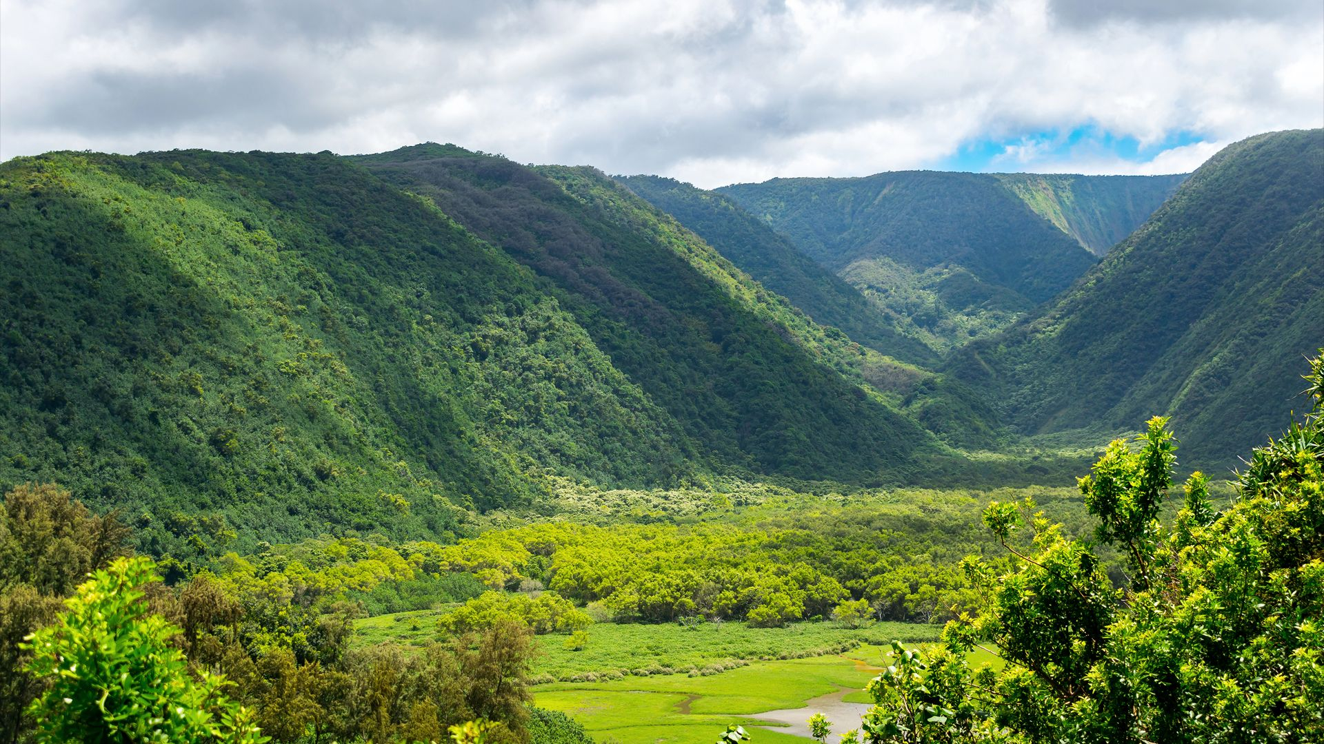 Wild Hawaii