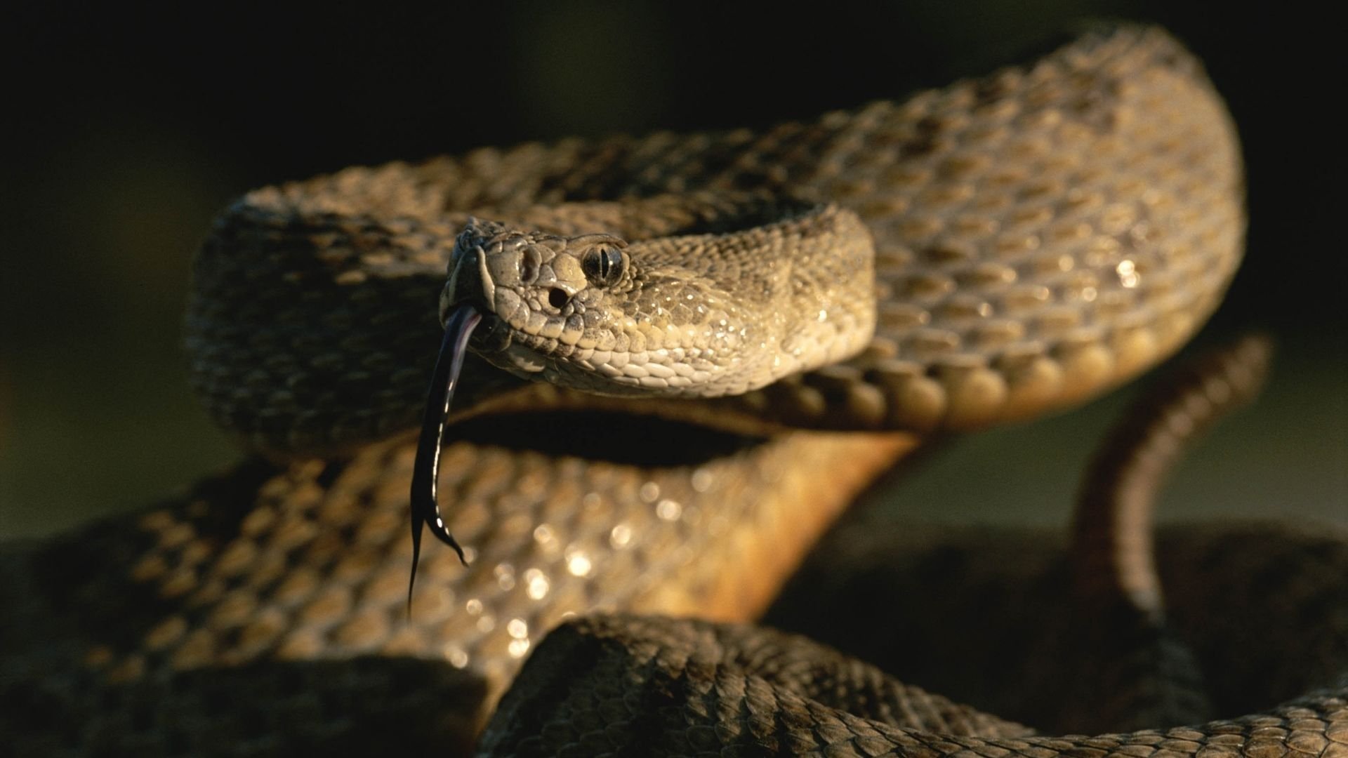 3. Bisarrast överlever