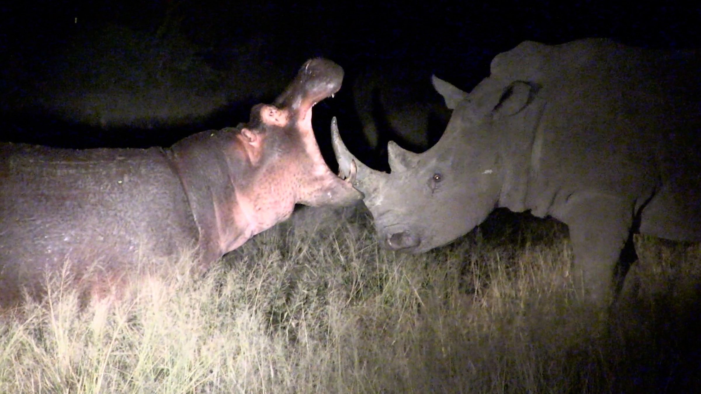 2. Croc V Hippo