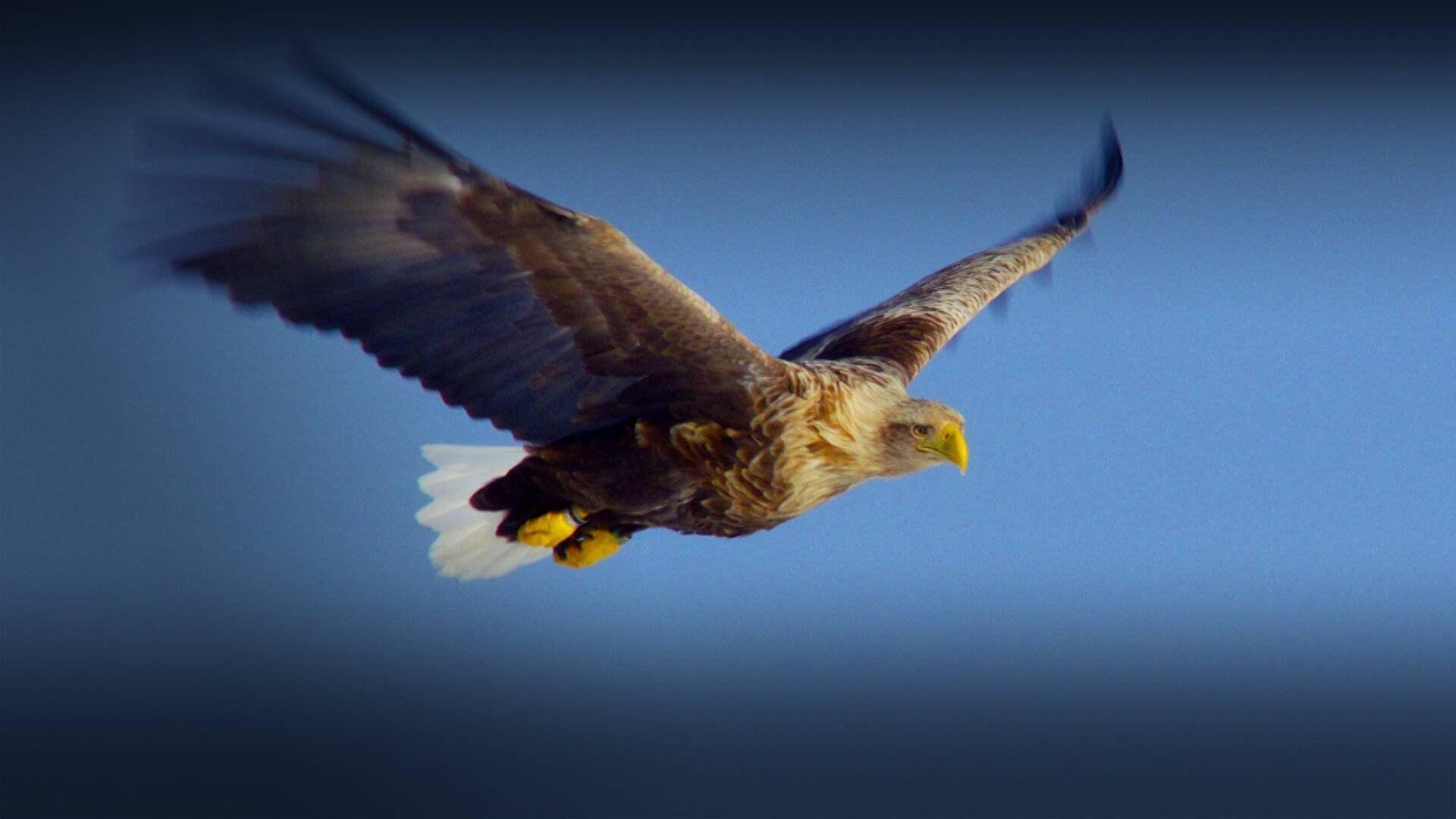 Världens natur: På tre minuter