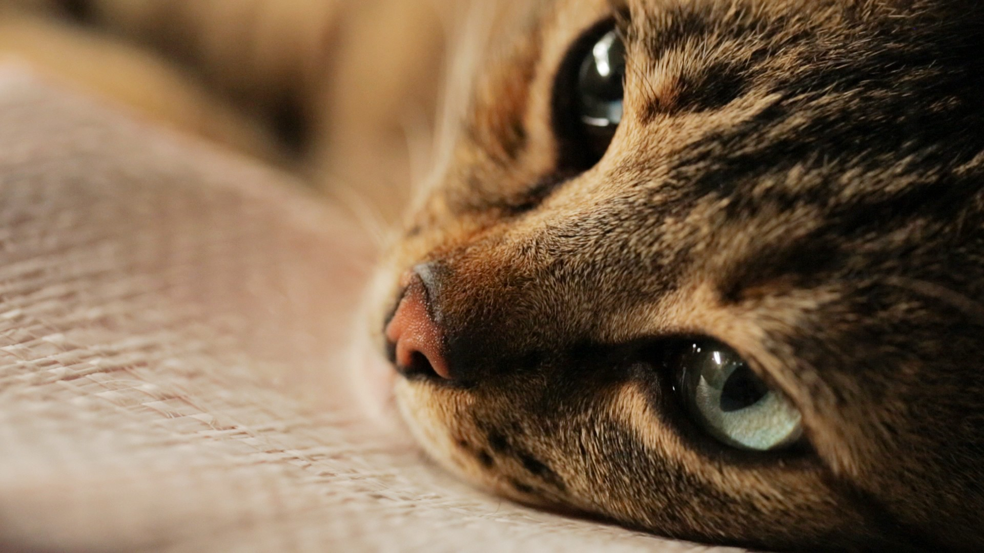 Kattfilmen