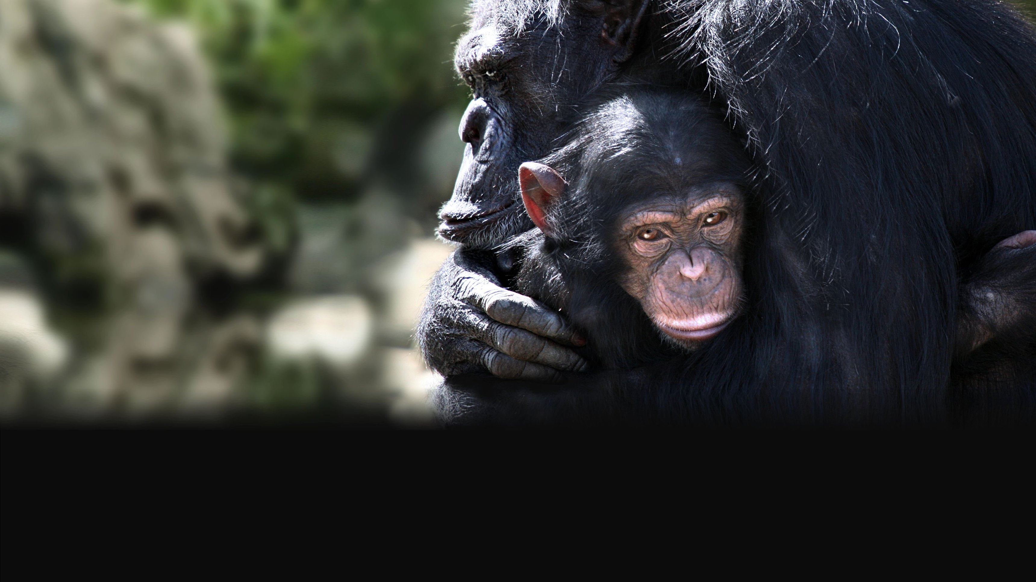Meet the Chimps