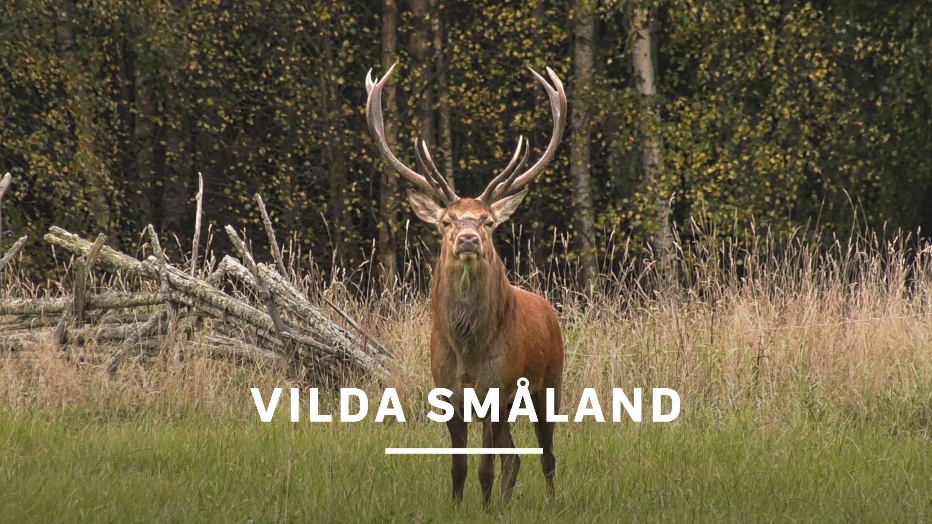 Vilda Småland