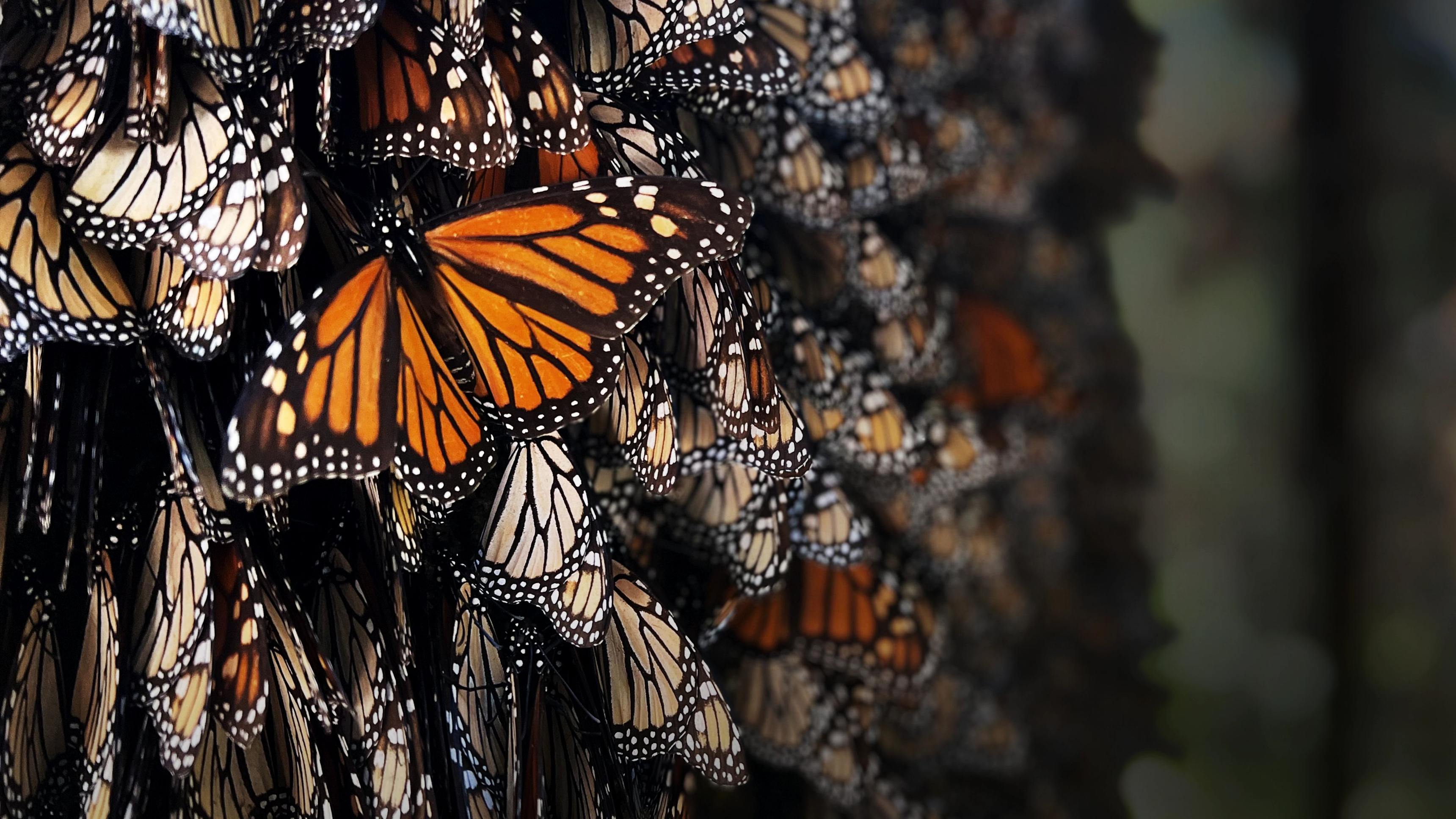 Incredible Animal Journeys