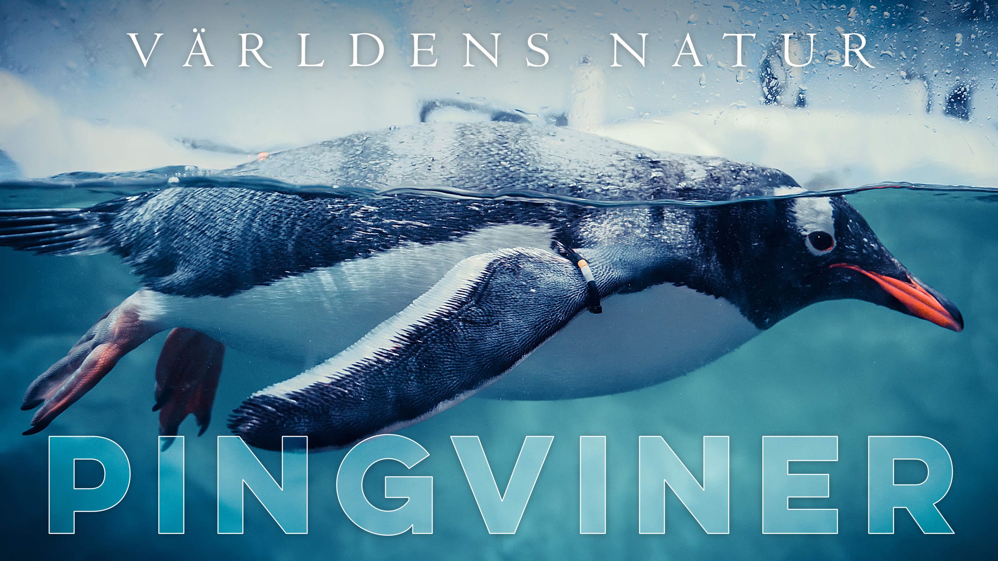 Världens natur: Pingviner
