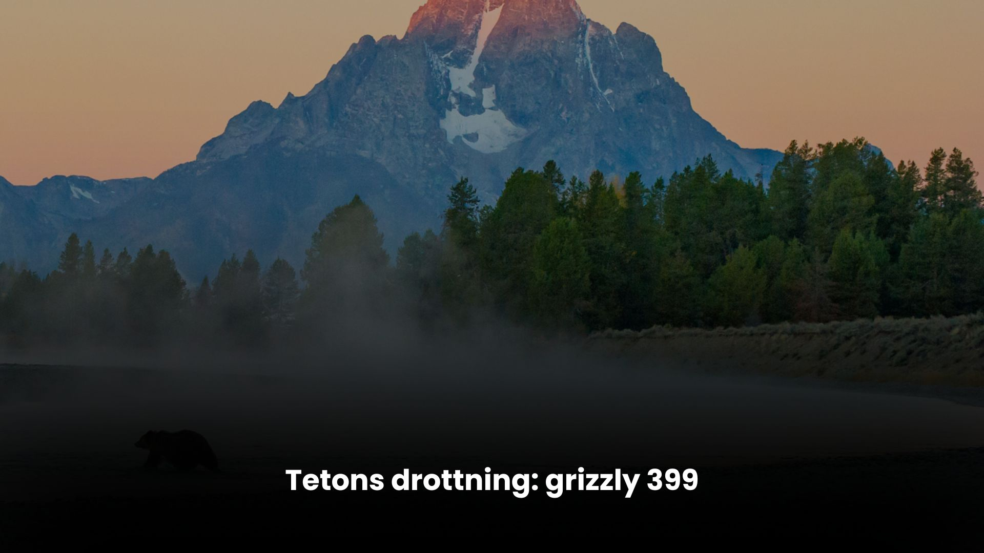 Tetons drottning: grizzly 399