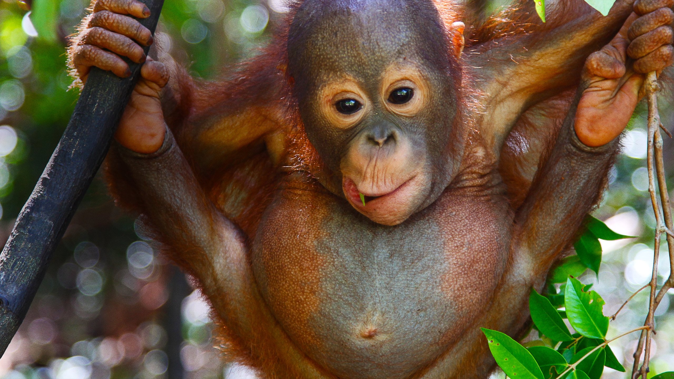 Orangutangräddning
