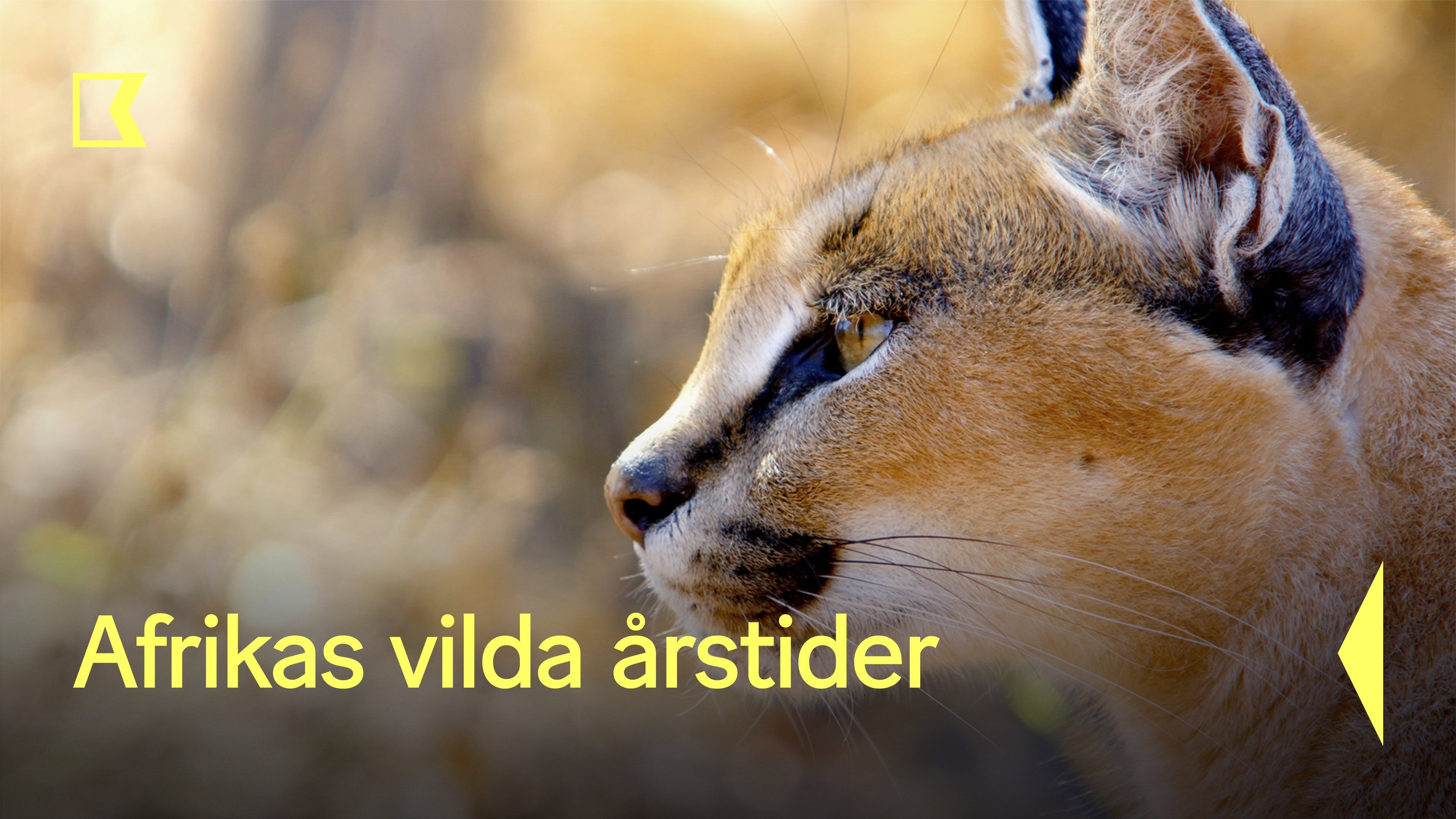 Afrikas vilda årstider