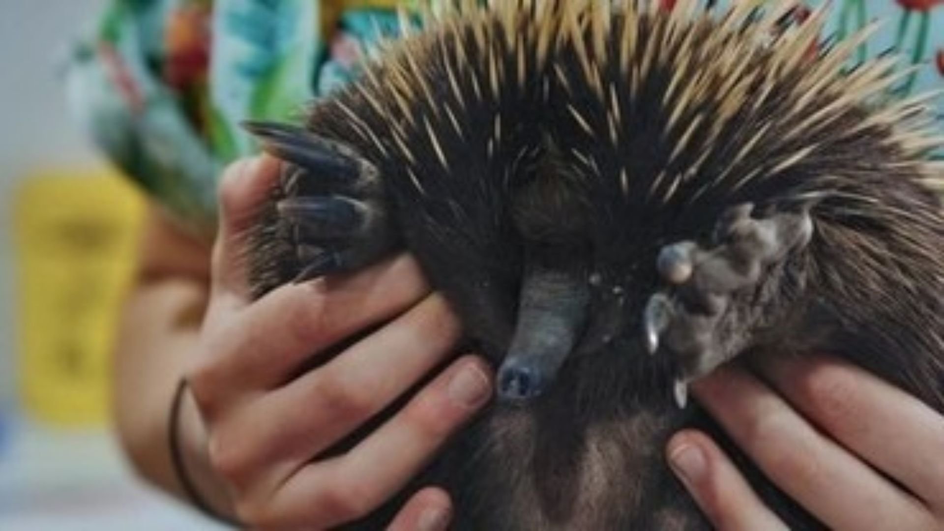 4. Clawing Their Way Back