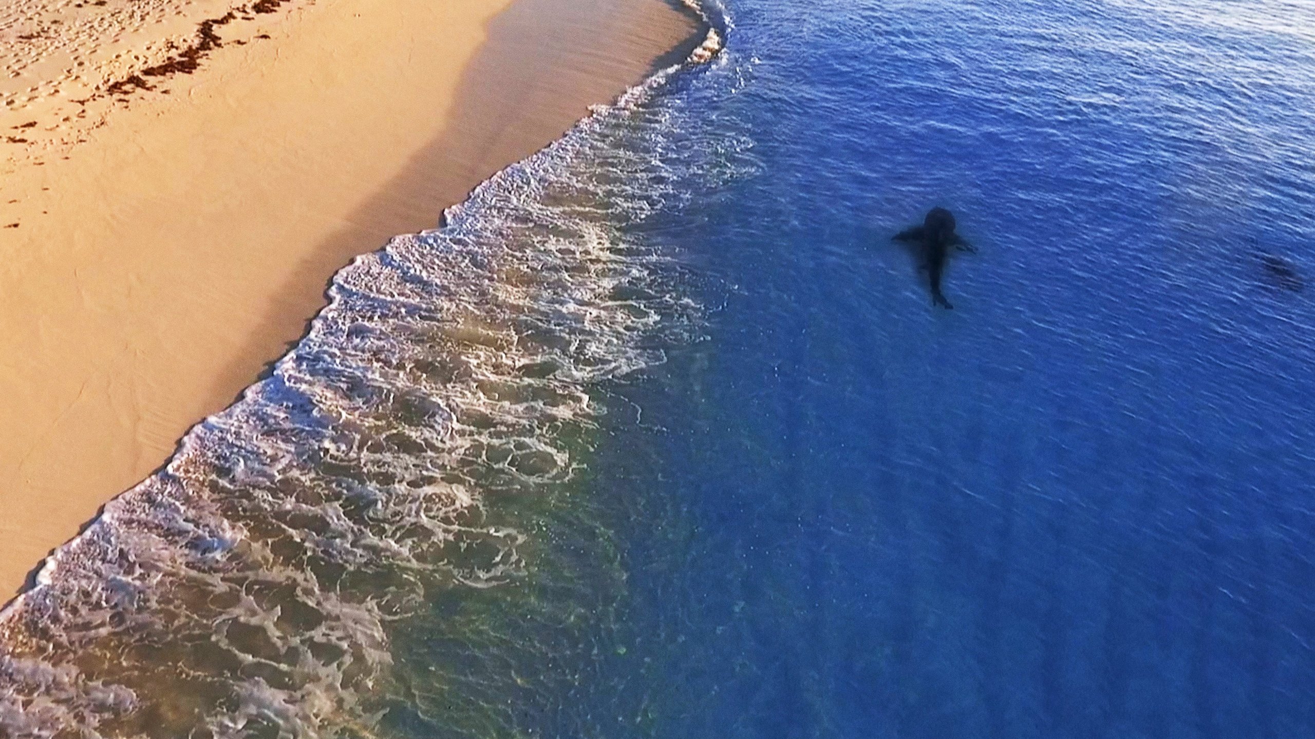Raging Bullshark