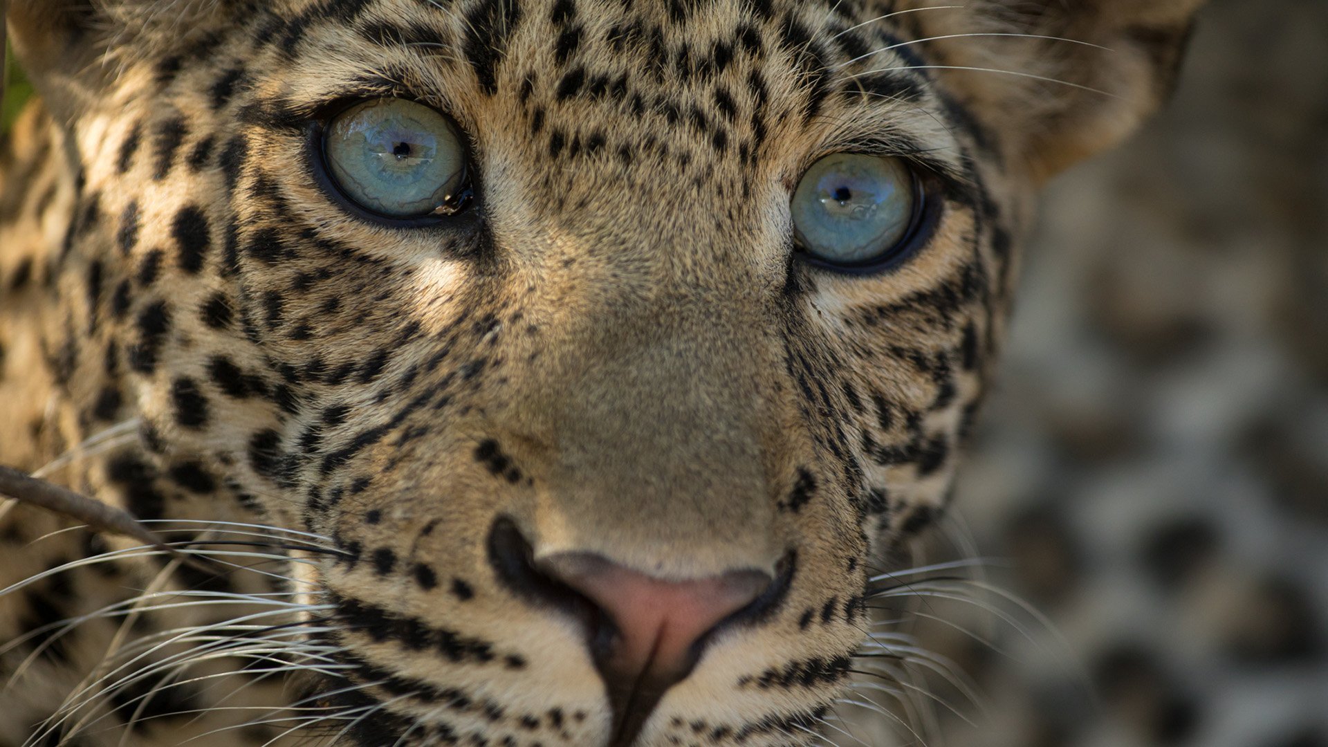 12. En leopards arv