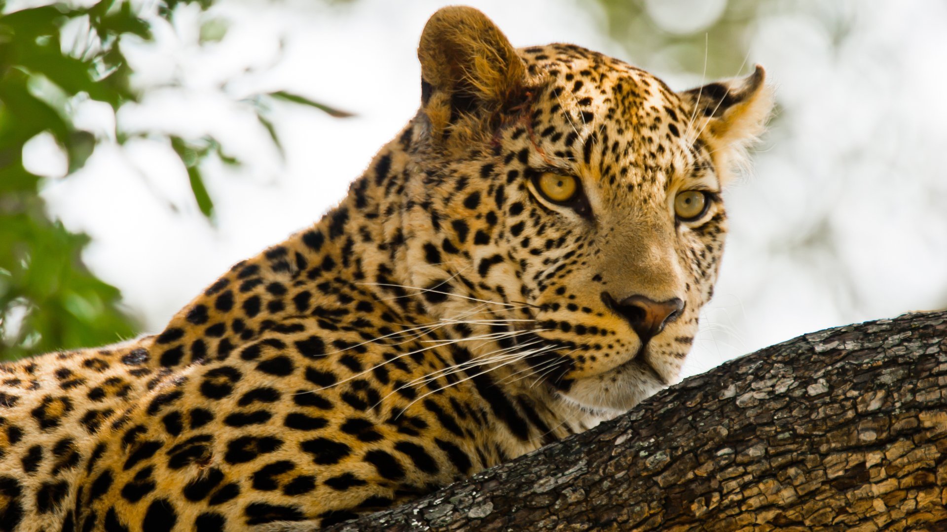 Kalahari – Africa's Underground Desert