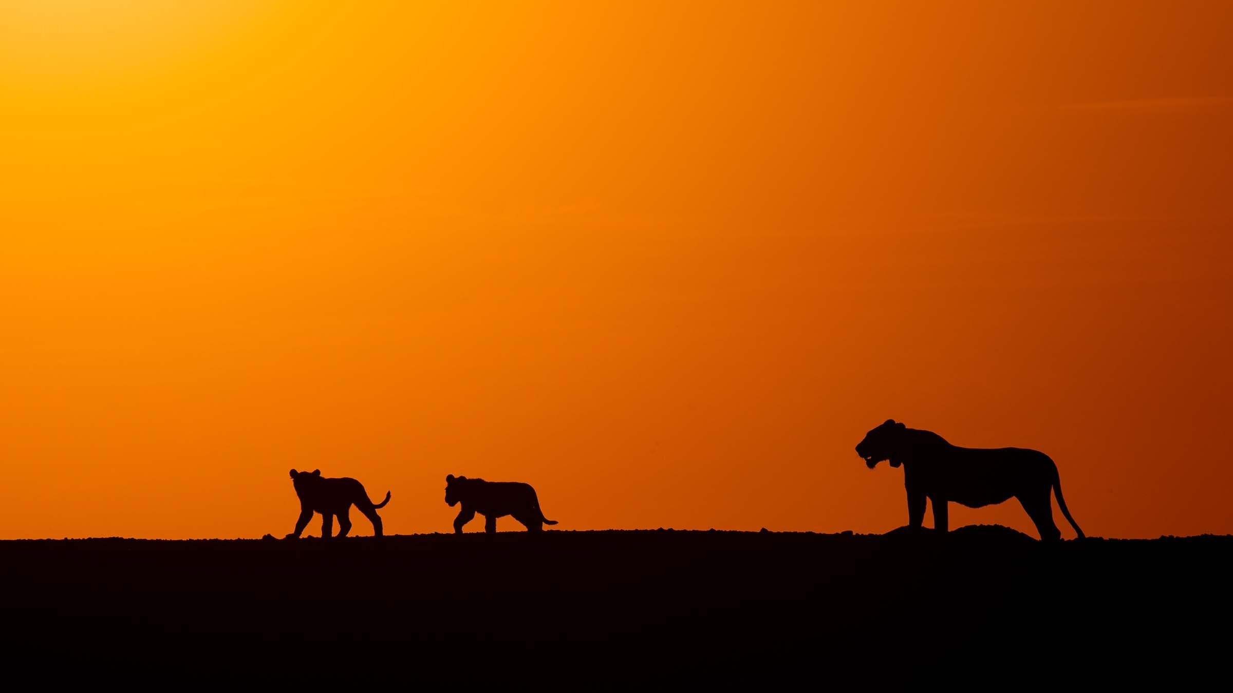 Desert Lions: Surviving At Skeleton Coast