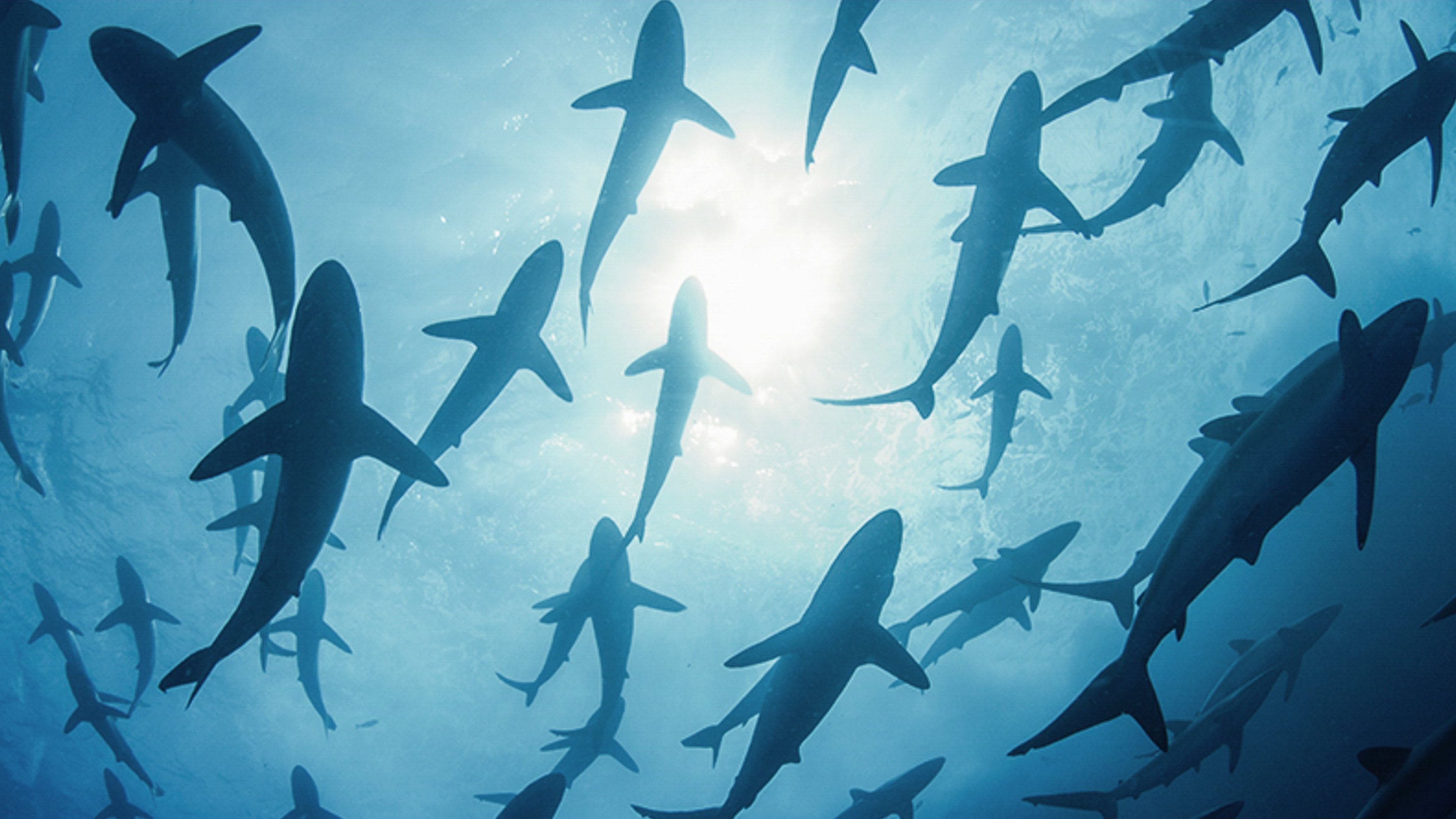 Shark Vortex