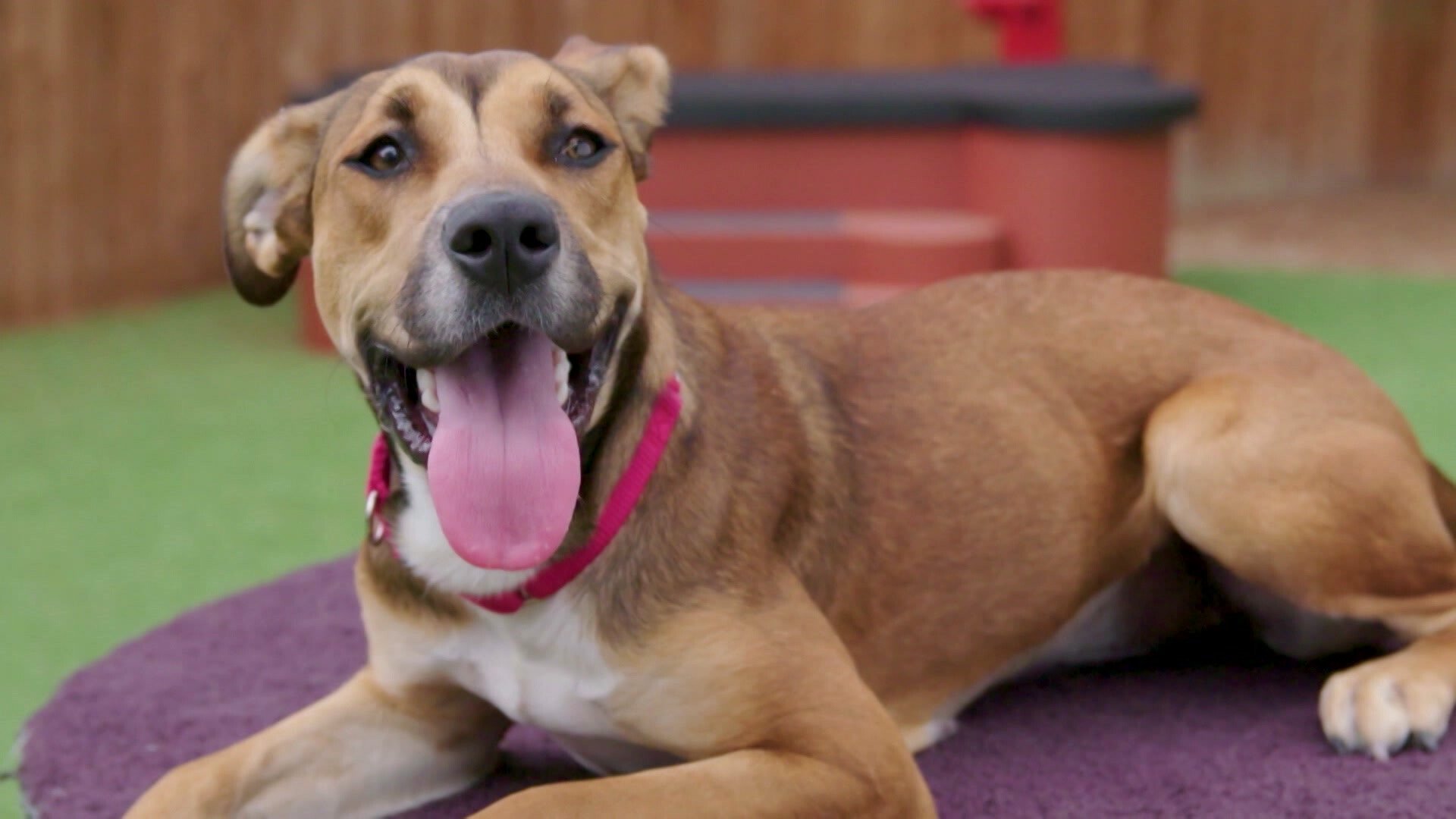24. Compassionate adopters