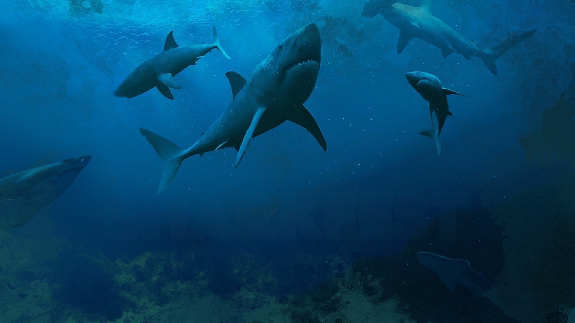 Sharkfest