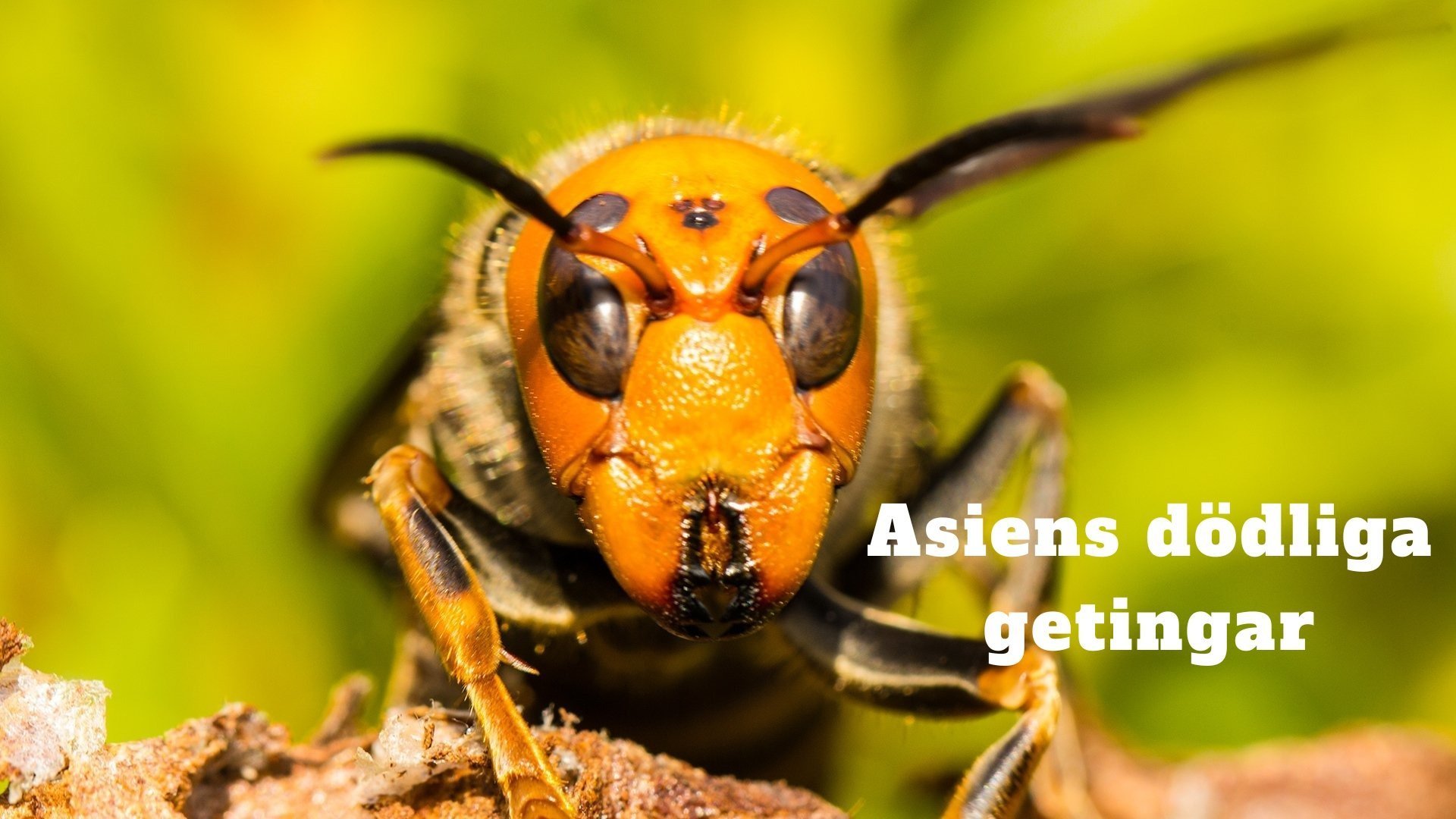 Asiens dödliga getingar