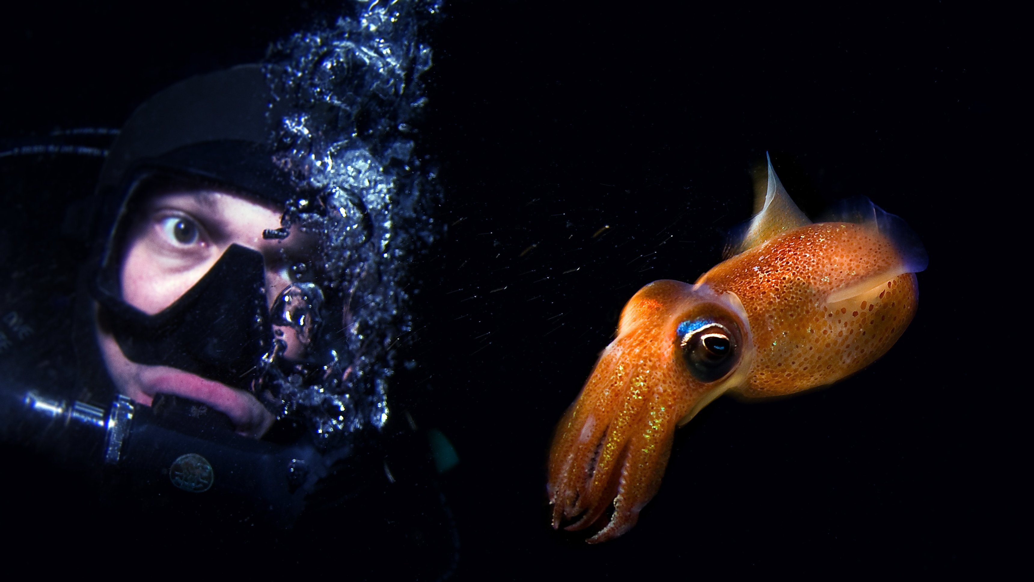 Sveriges natur: Västerhavets hemligheter