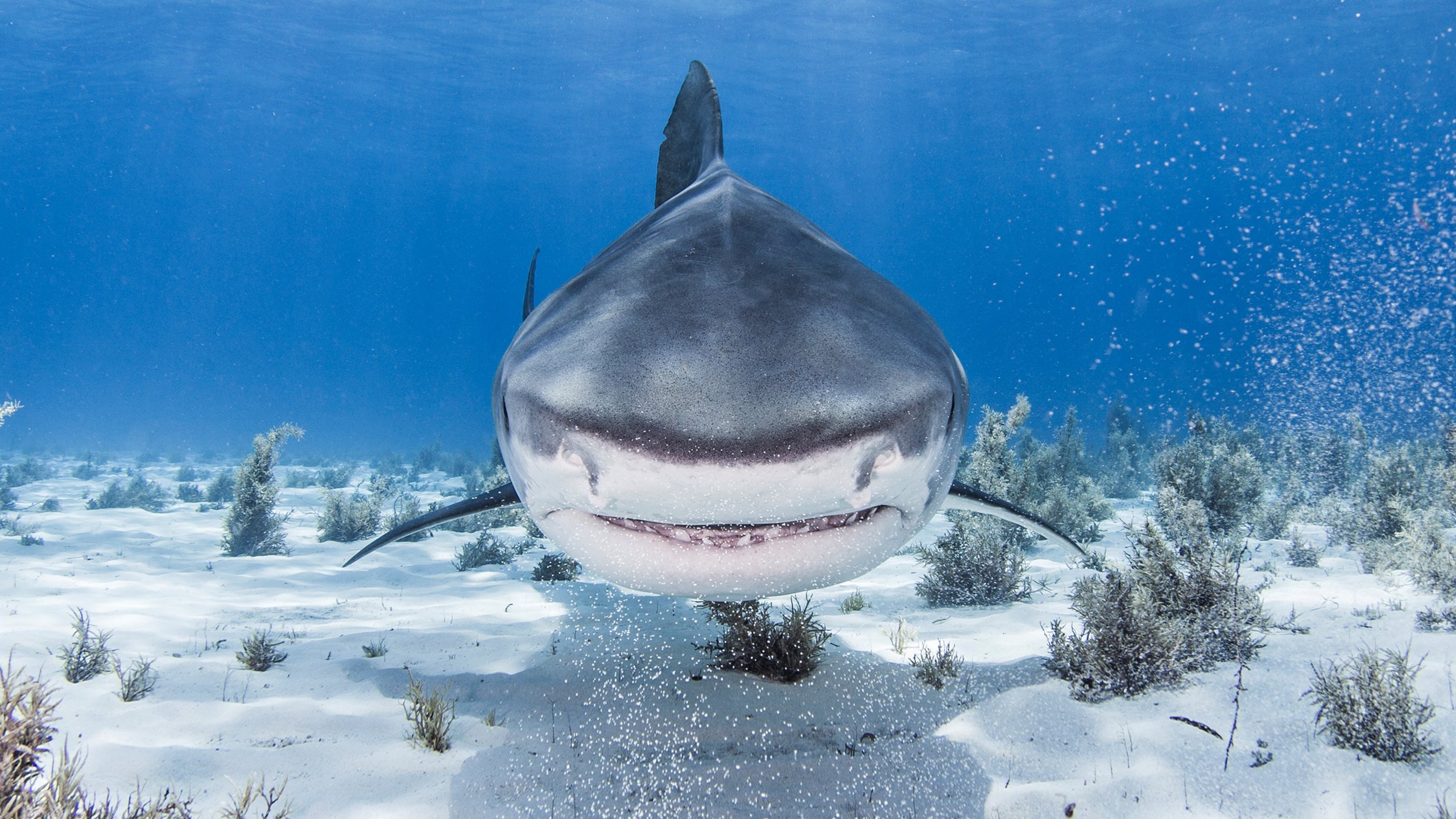 30 Years Of Shark And Awe