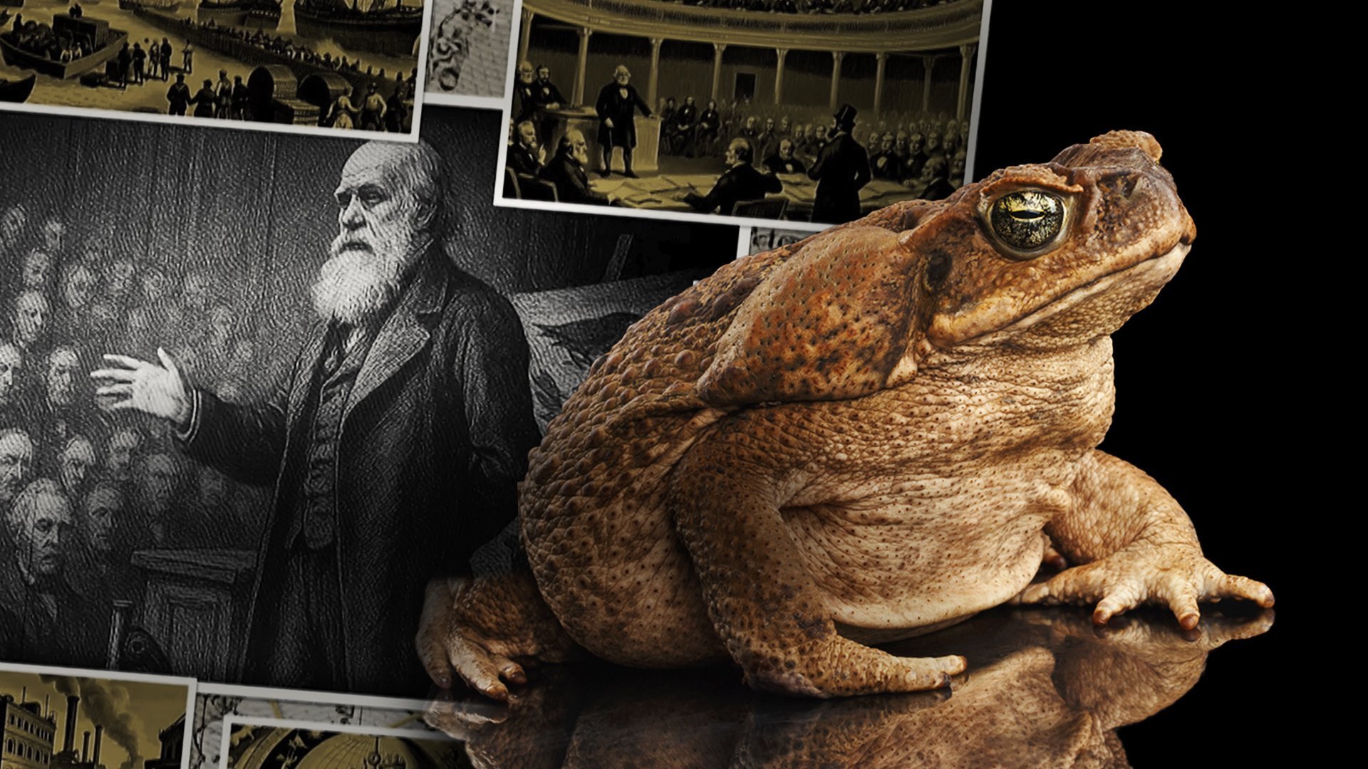 Darwin Express: Faster than ever