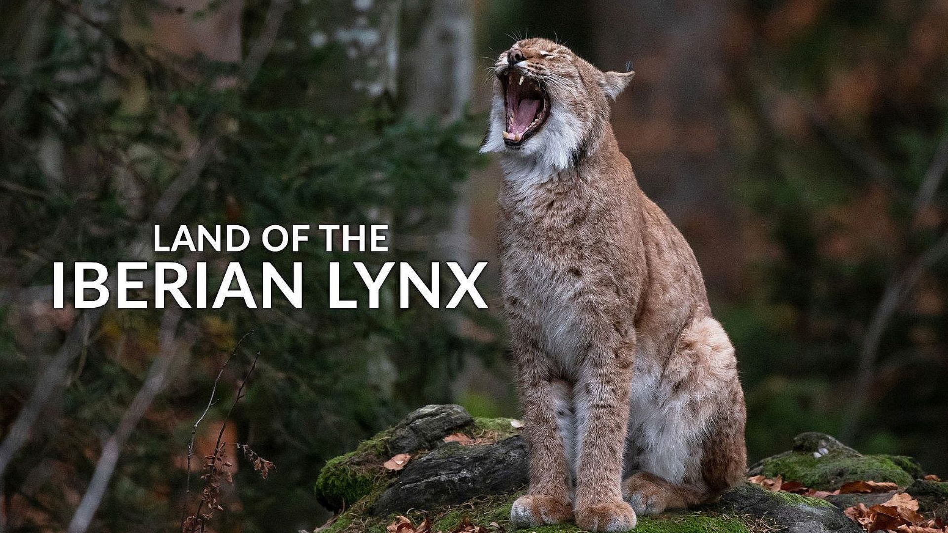 Land of the Iberian Lynx