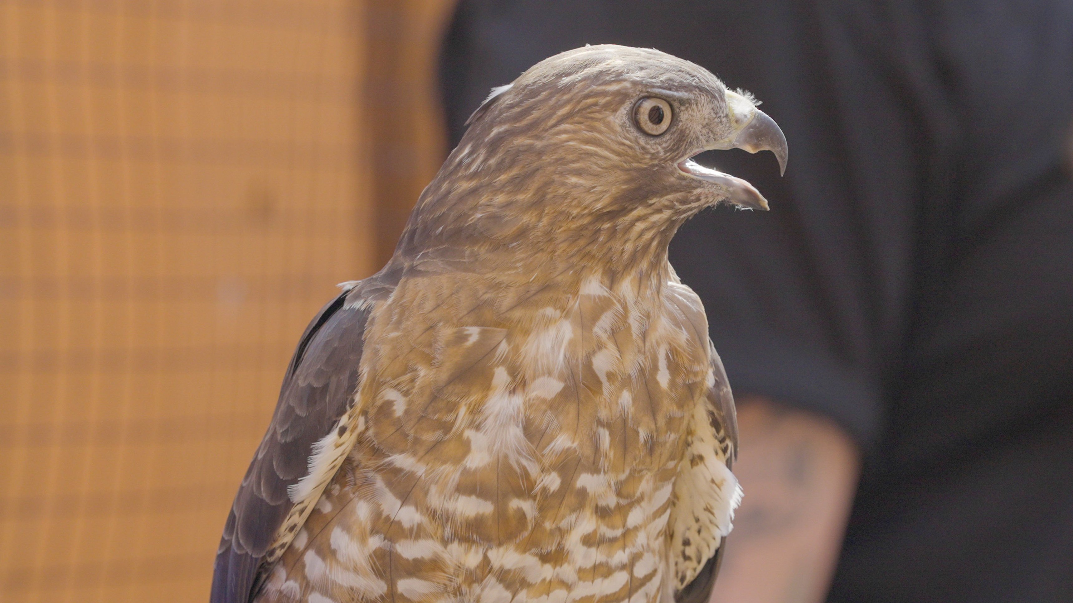4. Thunderbird of Pennsylvania