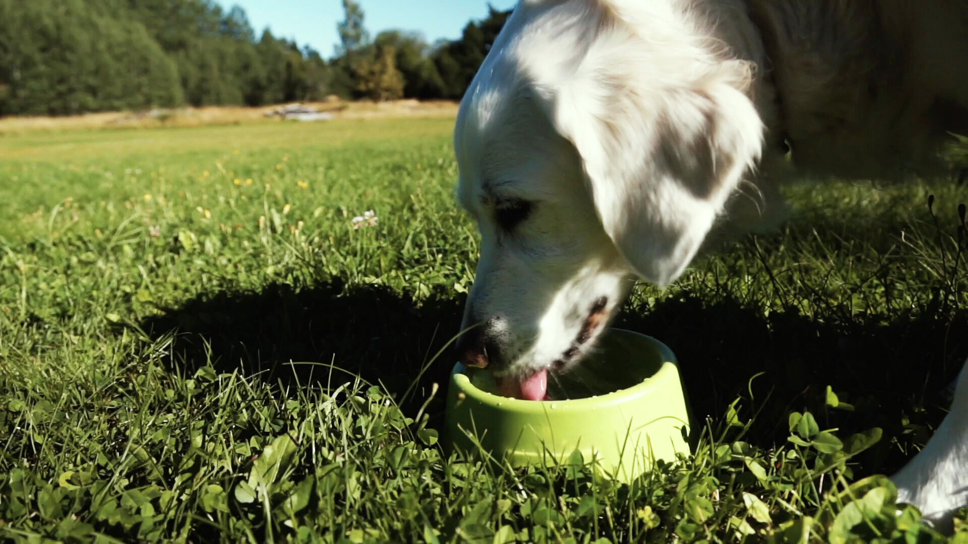 27. Hund dricker