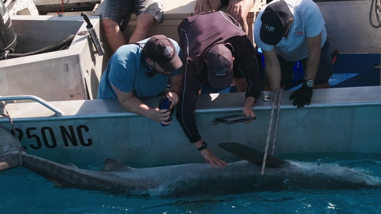 11. Supersized Sharks
