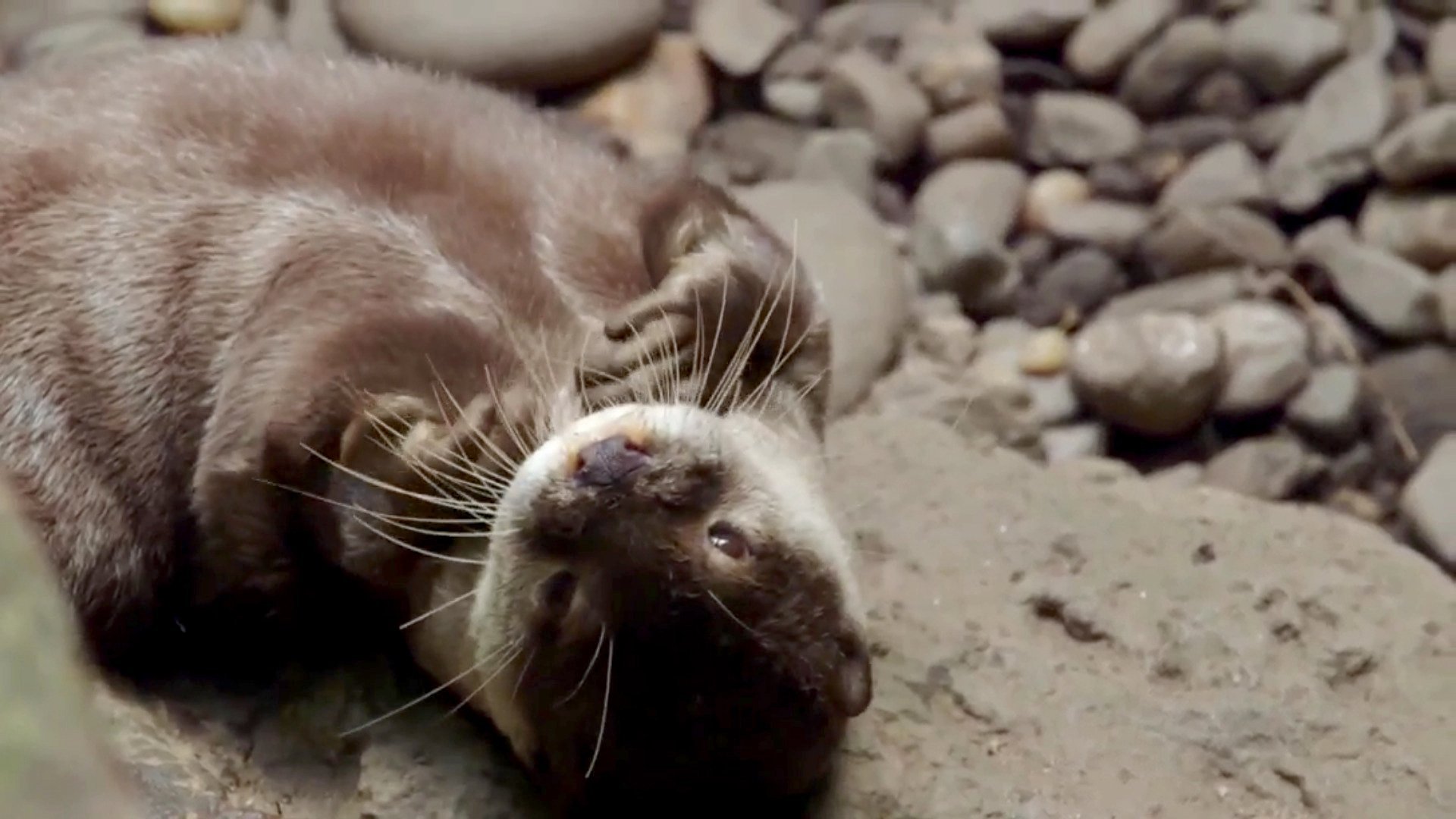 3. Otter Under The Weather