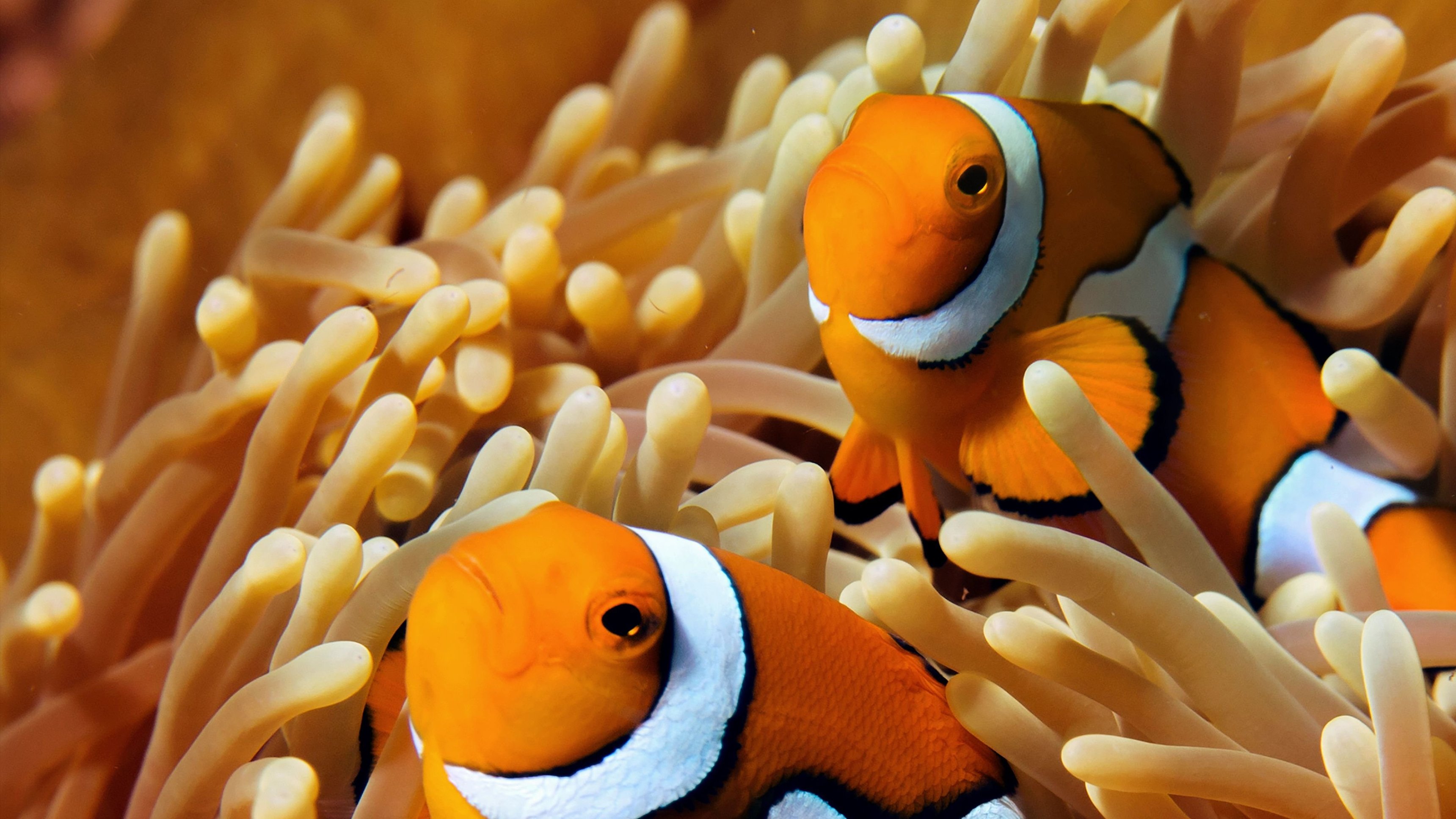 Escape to Papua New Guinea