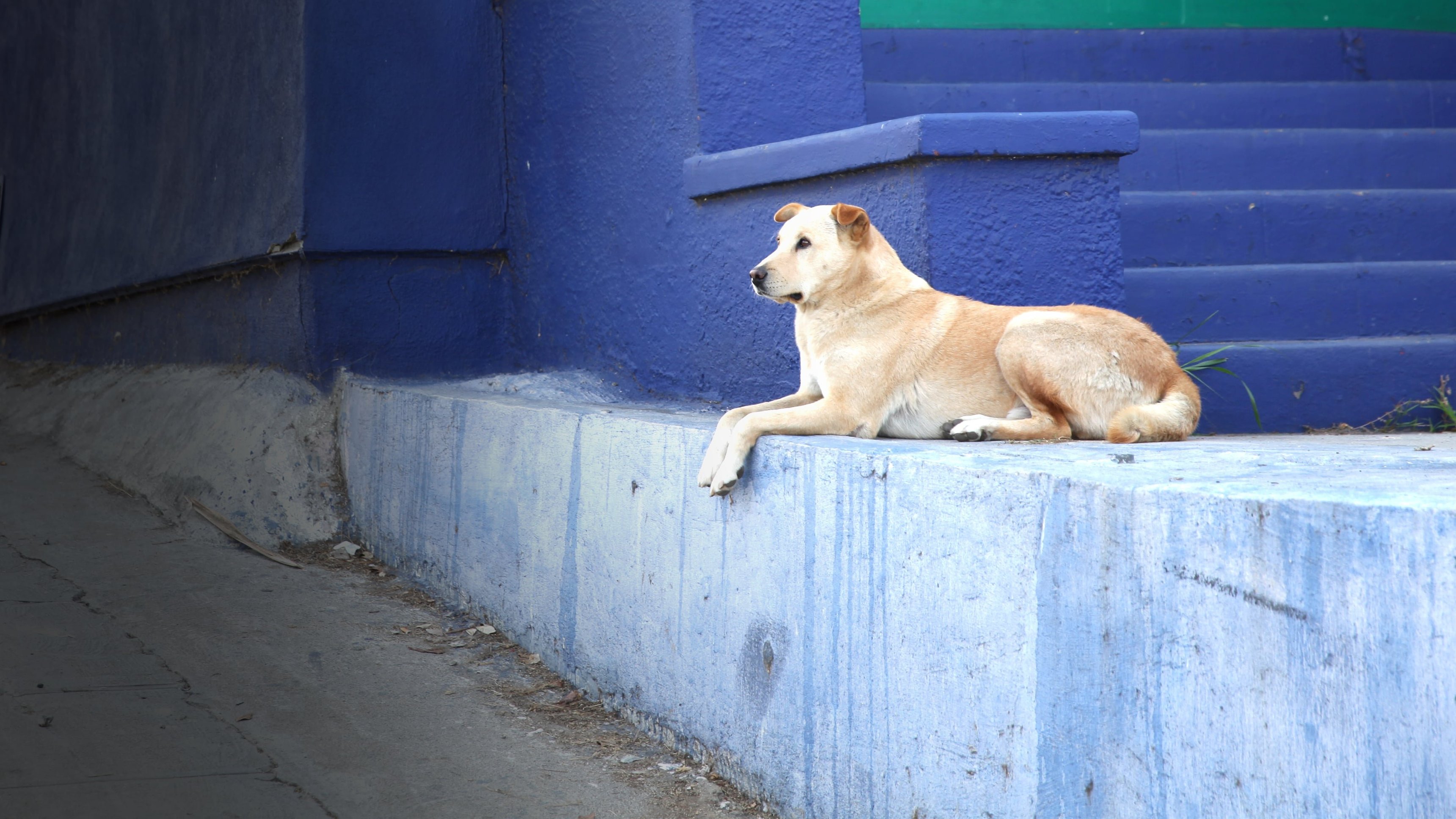 Uppdrag: Hund