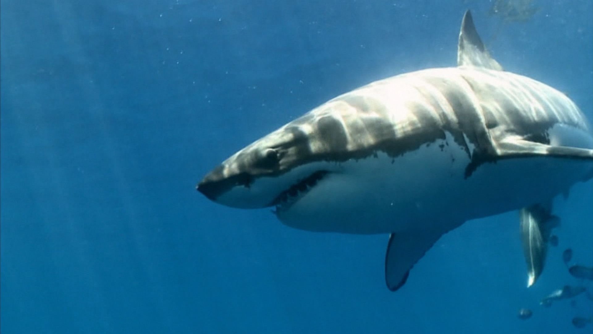 1. Monster Sharks