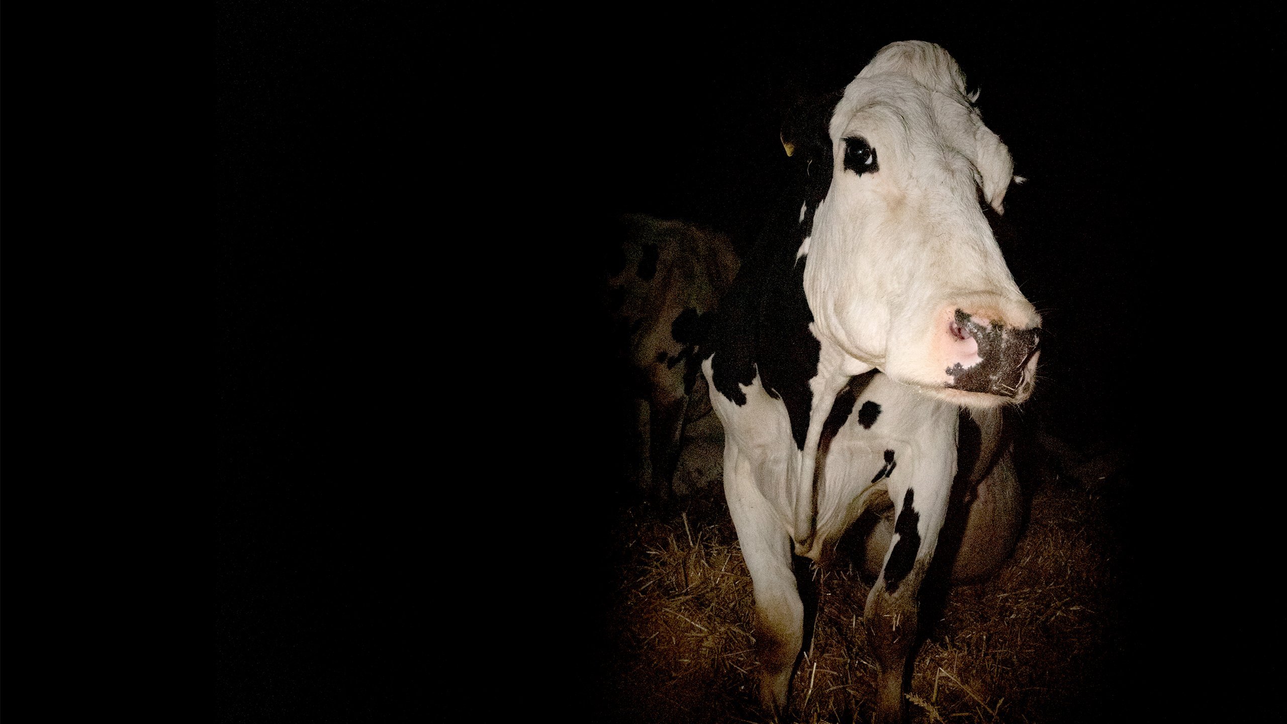 Cow