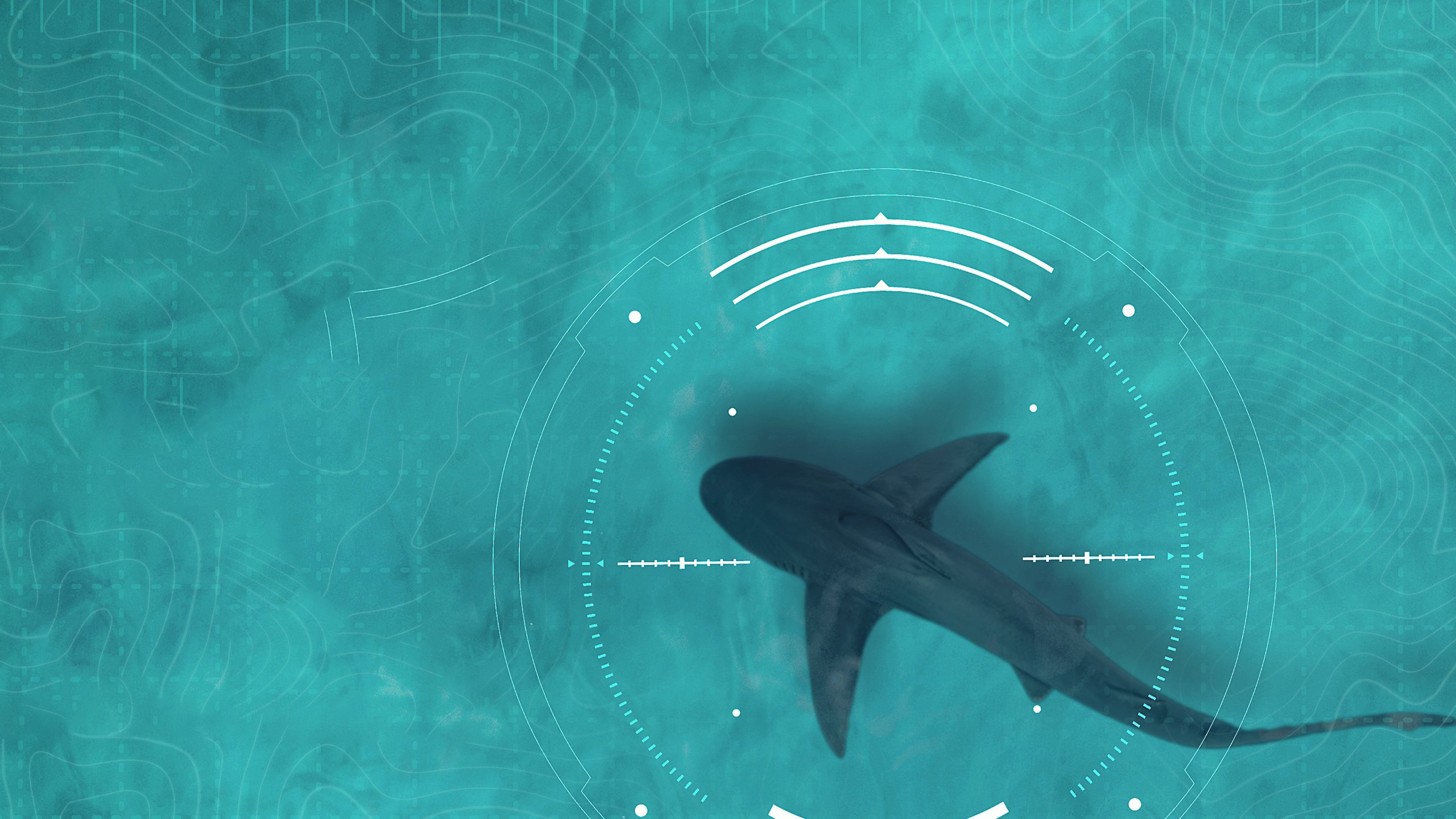 Shark Trek