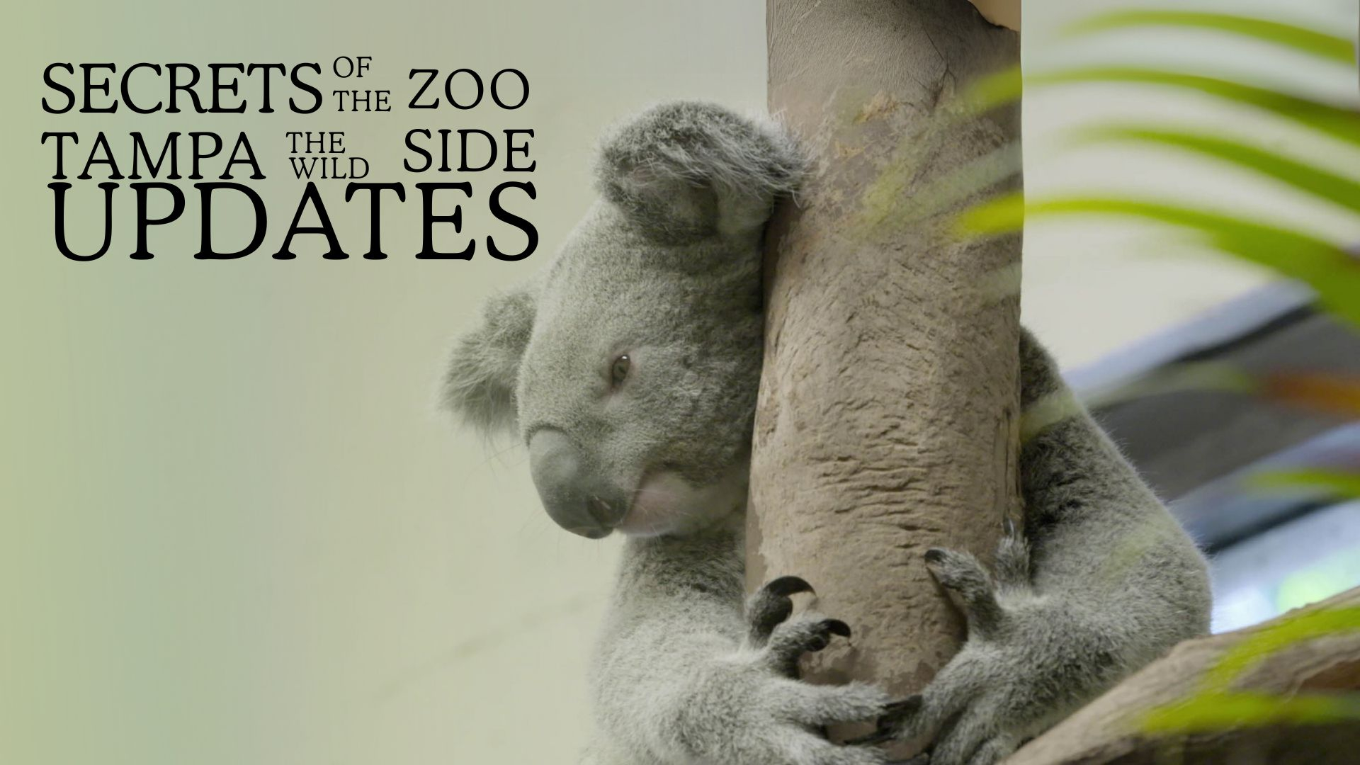 Secrets of the Zoo: Tampa the Wild Side Updates