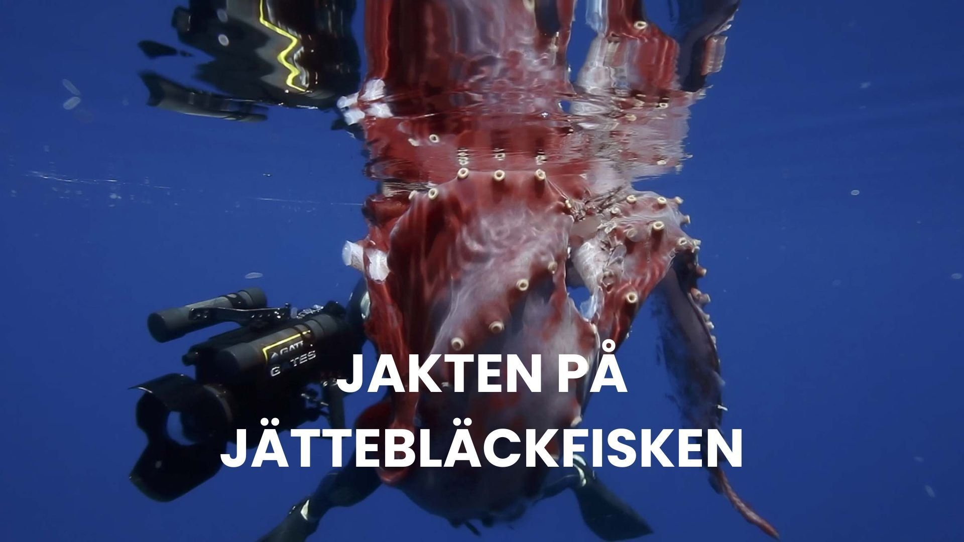 Jakten på jättebläckfisken