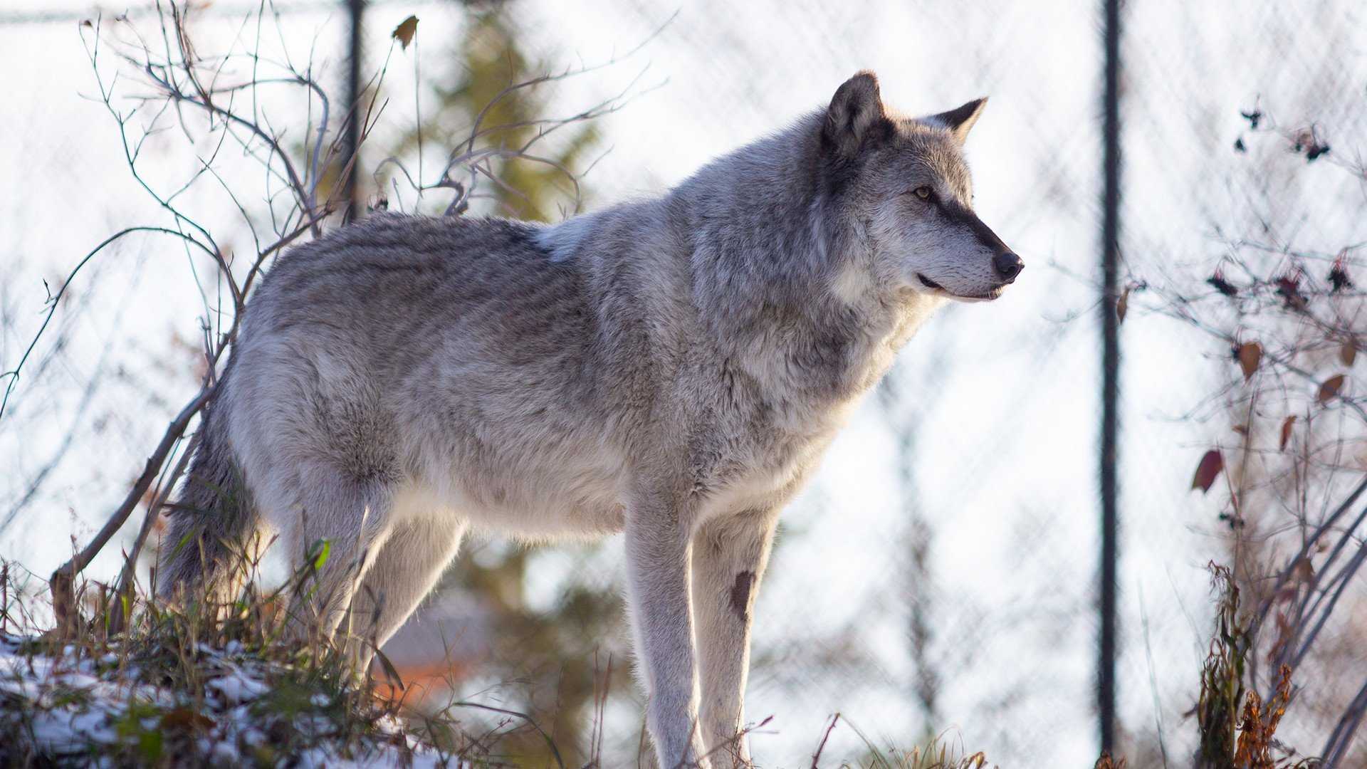 2. Mamma björn, tre ungar och en filmstjärnevarg