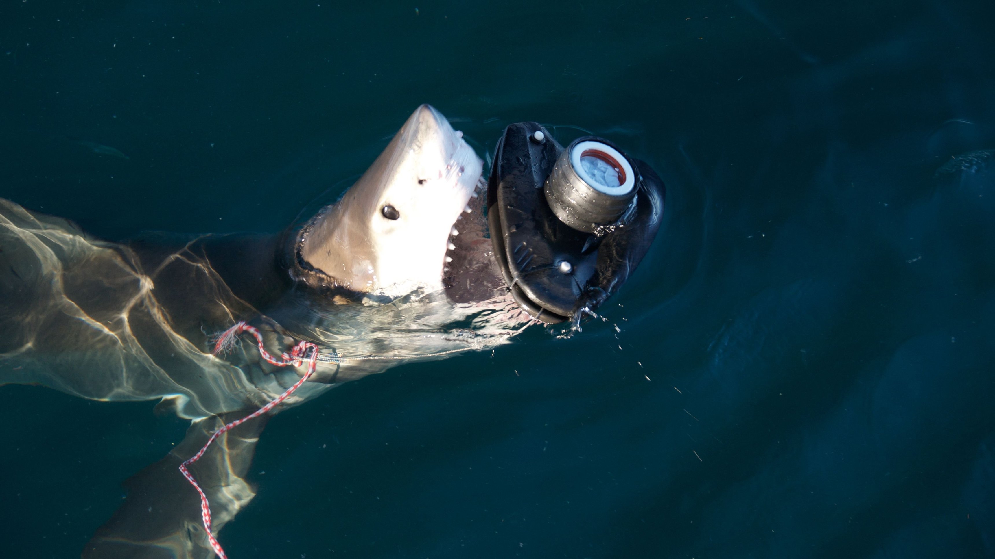 Into the Shark Bite