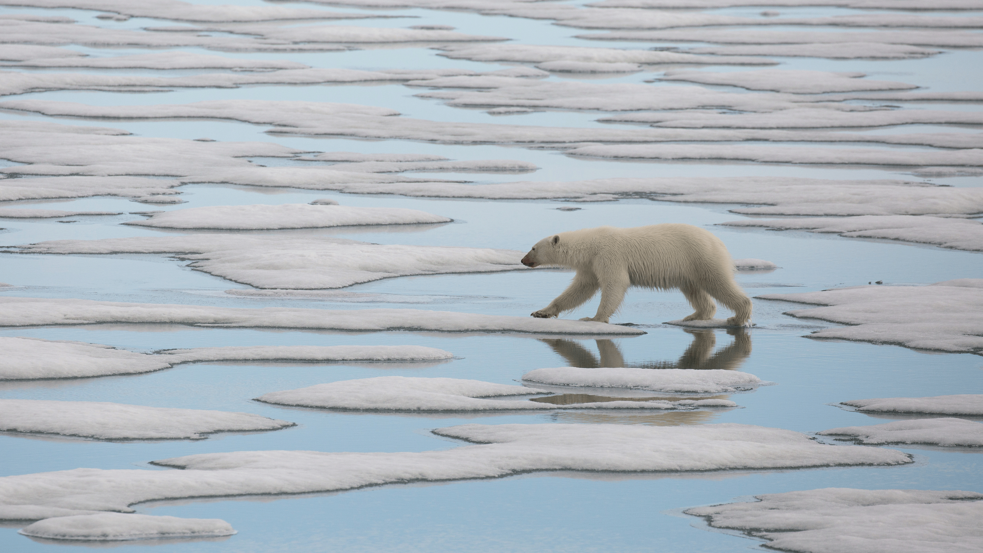 6. Polar