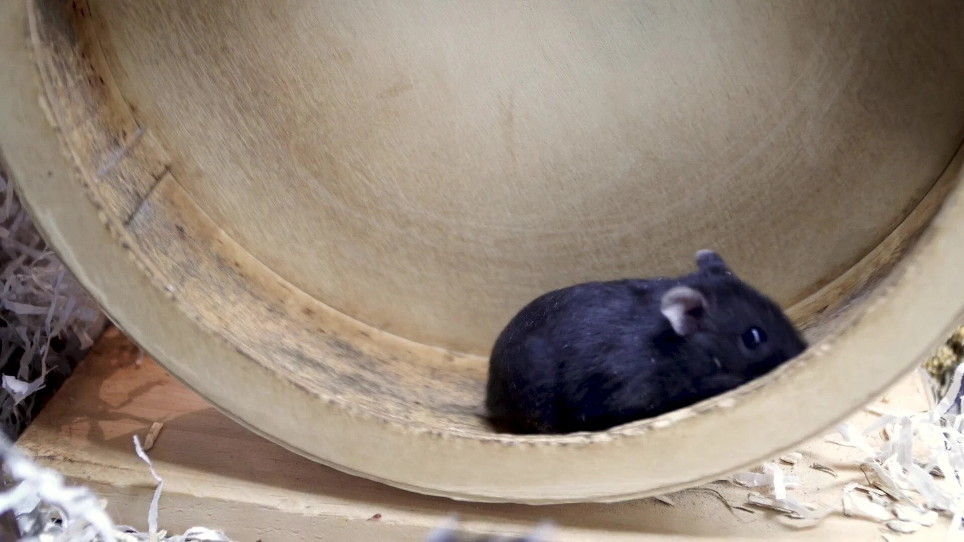 49. Hamster springer i hjul