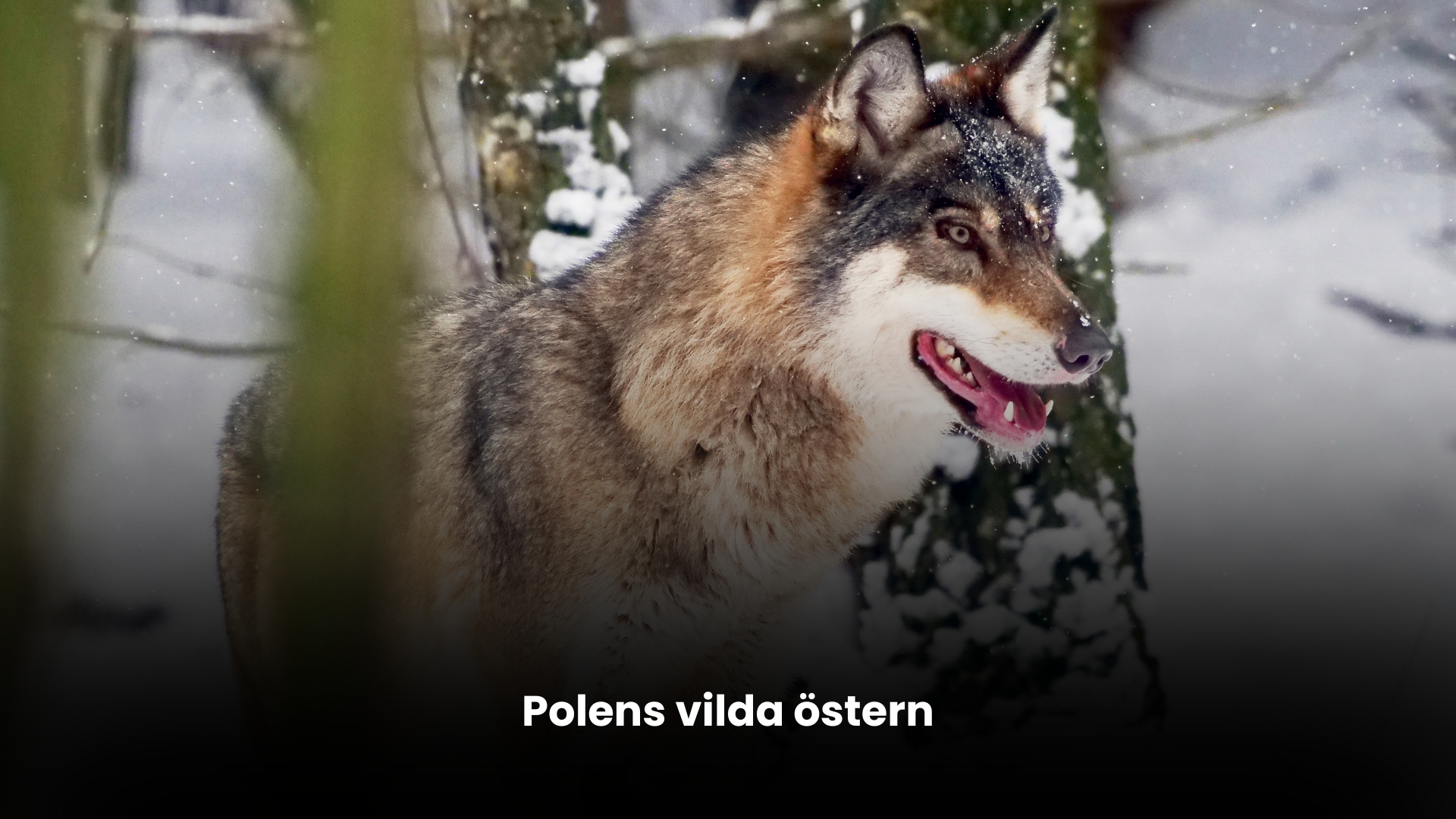 Polens vilda östern