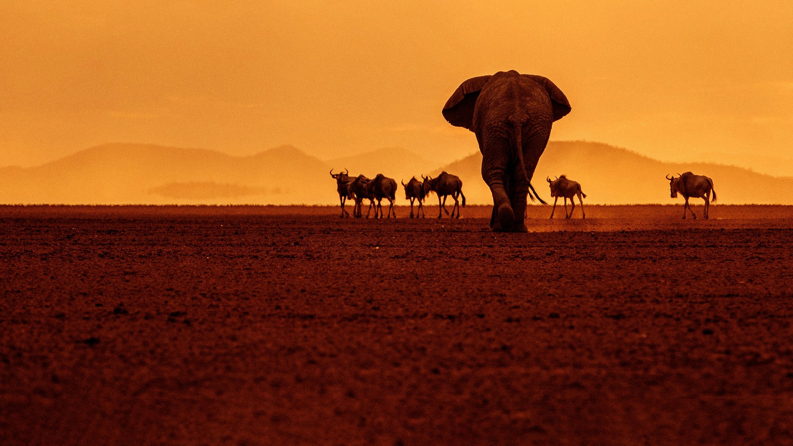 Gorongosa: Paradise Reborn