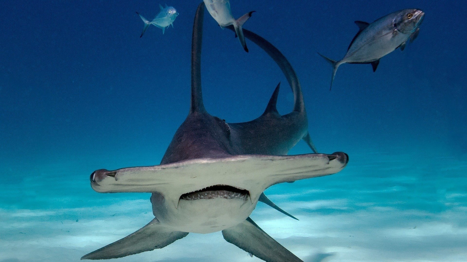 2. Kringresande på världens hav