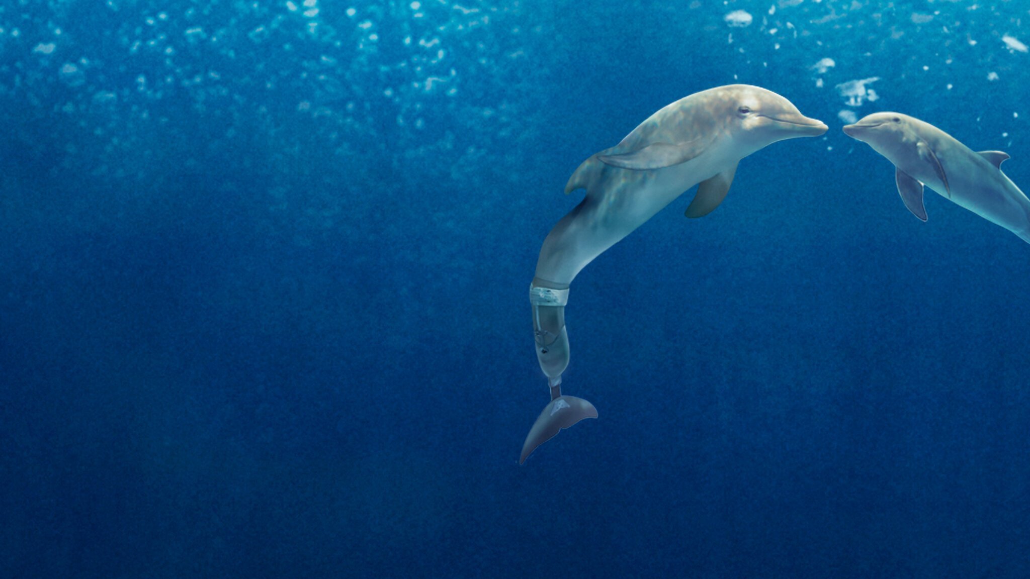 Dolphin tale 2